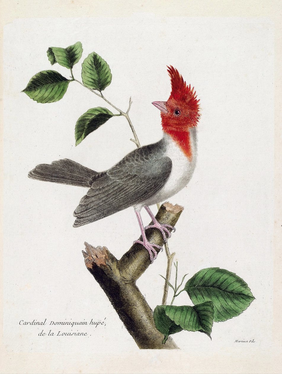 Tabla zoológica (ornitología): Cardenal dominicano Hupe (parare huppe o paroaria coronata) en una rama. Ilustración en “La Historia de las Aves, Pintadas en Sus Aspectos Aparecidos y Sensibles” por Francois Nicolas Martinet (1731-1800). Colección privada de Francois Nicolas Martinet