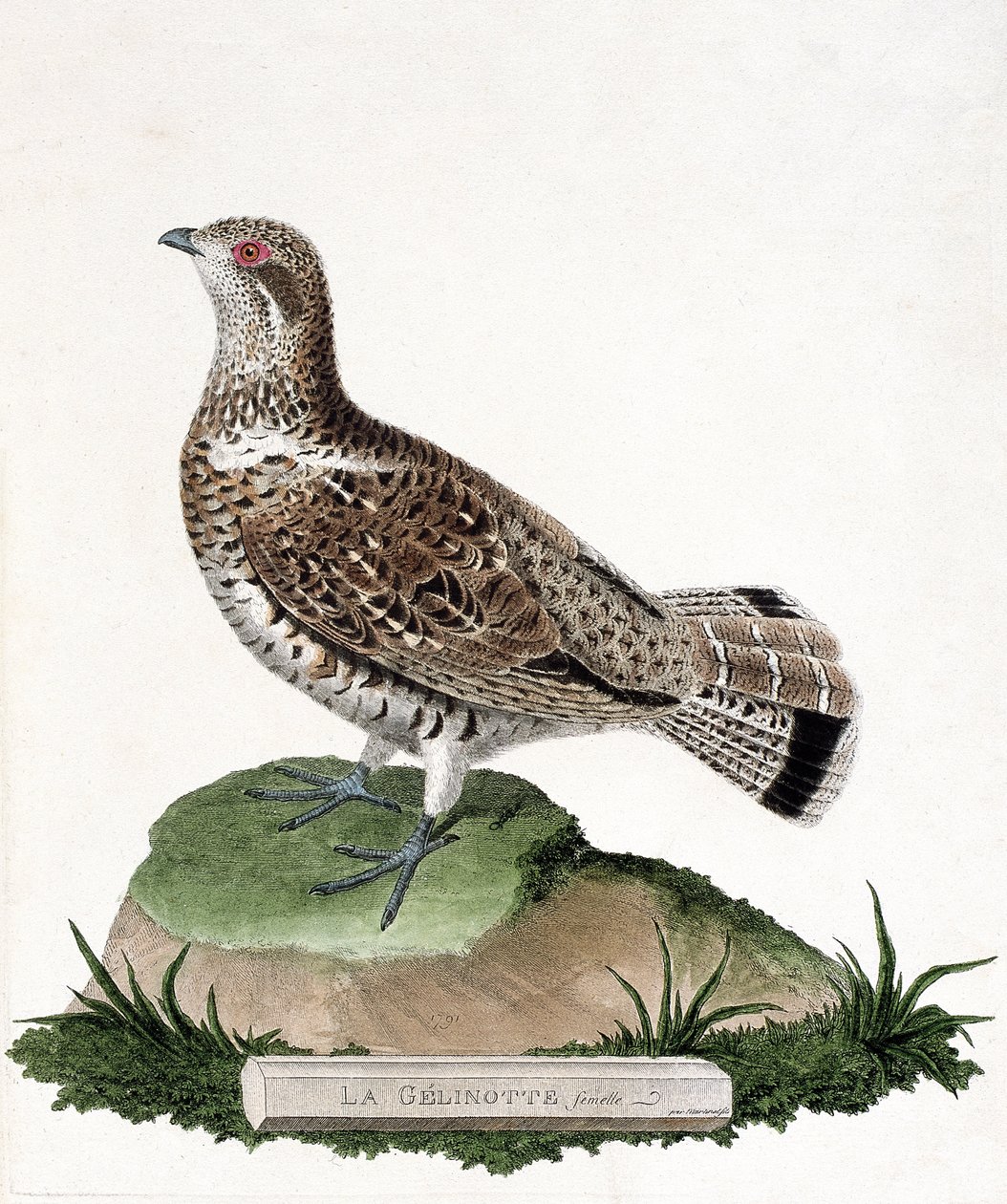 Tabla zoológica (ornitología): Gelinotte hembra (gelinotte de bosque o bonasia bonasia). Ilustración en “La Historia de las Aves, Pintadas en Sus Aspectos Aparecidos y Sensibles” por Francois Nicolas Martinet (1731-1800). Colección privada de Francois Nicolas Martinet
