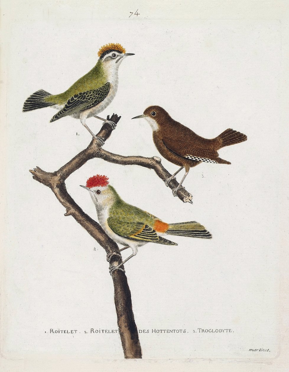 Tabla zoológica (ornitología). De arriba a abajo: roitelet (triple vendaje o regulus ignicapilla), troglodyte (troglodyte lindo o troglodyte) y roitelet de hottentots (corona de rubí) en una rama. Ilustración en 