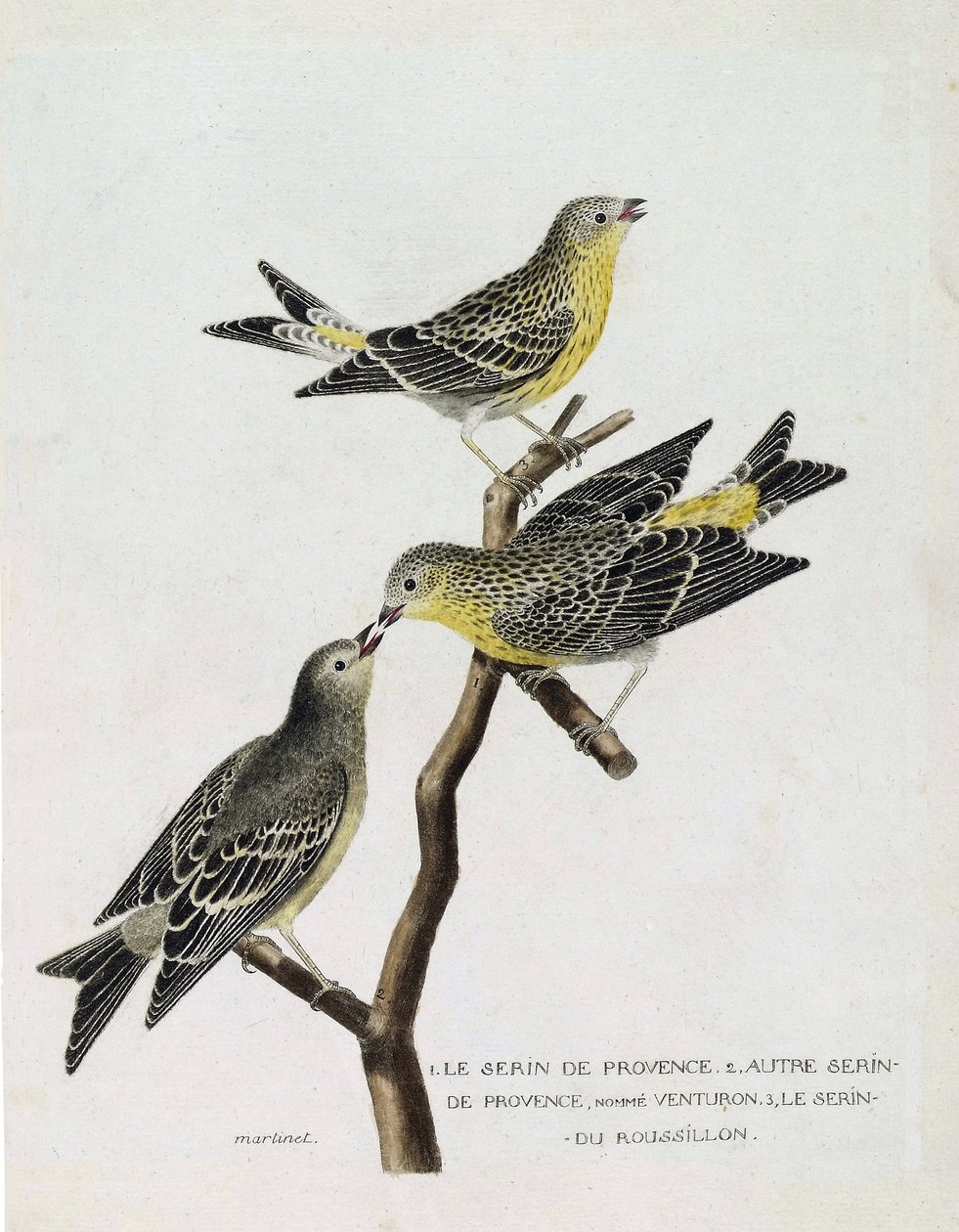 Tabla zoológica (ornitología): De arriba a abajo: serín del Rosellón (serín cini o serinus serinus) en una rama, el serín de Provenza (venturón montañés o serinus citrinella) y otro serín de Provenza. Ilustración en 