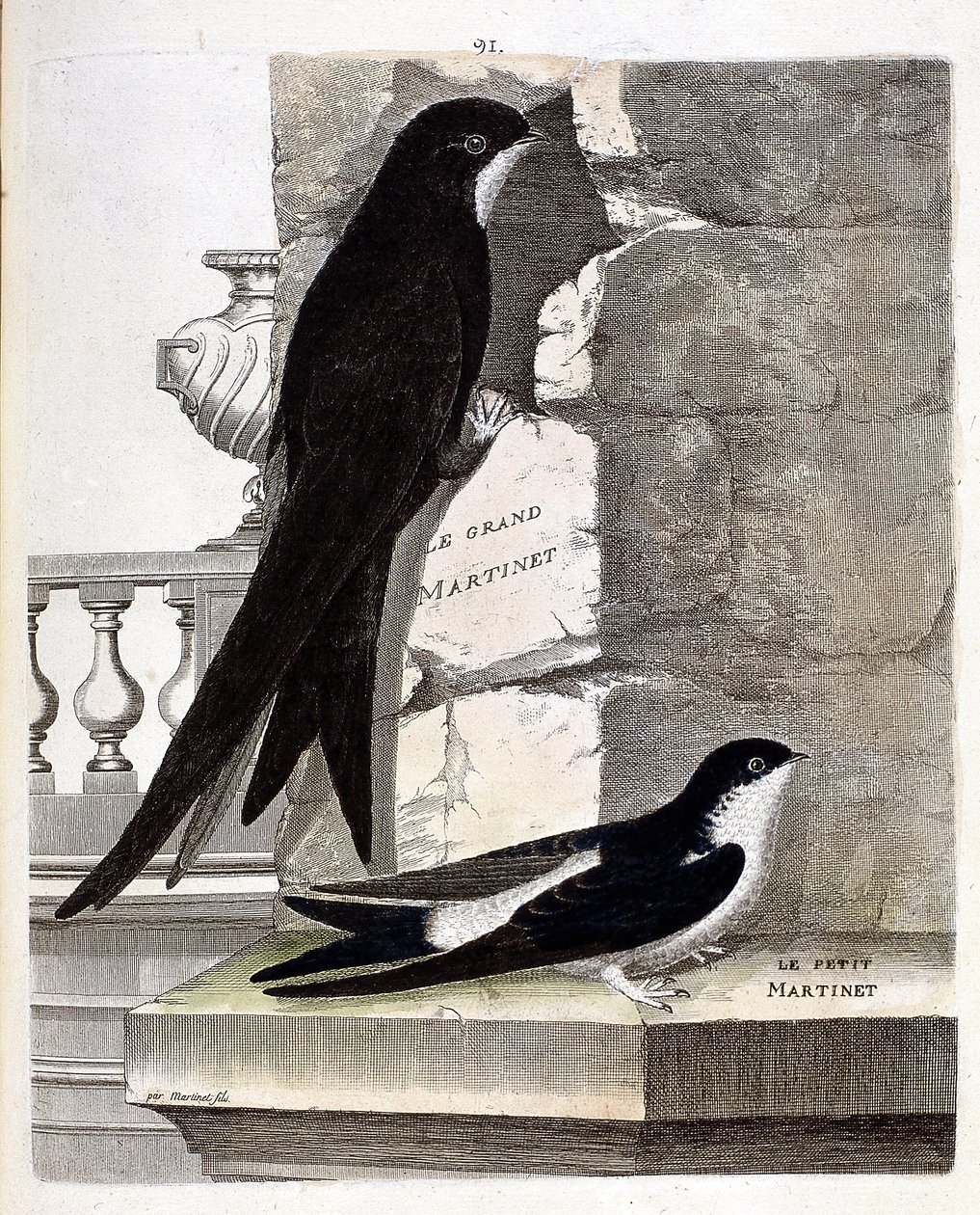 Tabla zoológica (ornitología): Vencejo grande (vencejo negro o apus apus) y vencejo pequeño (golondrina de ventana o delichon urbica). Ilustración en 