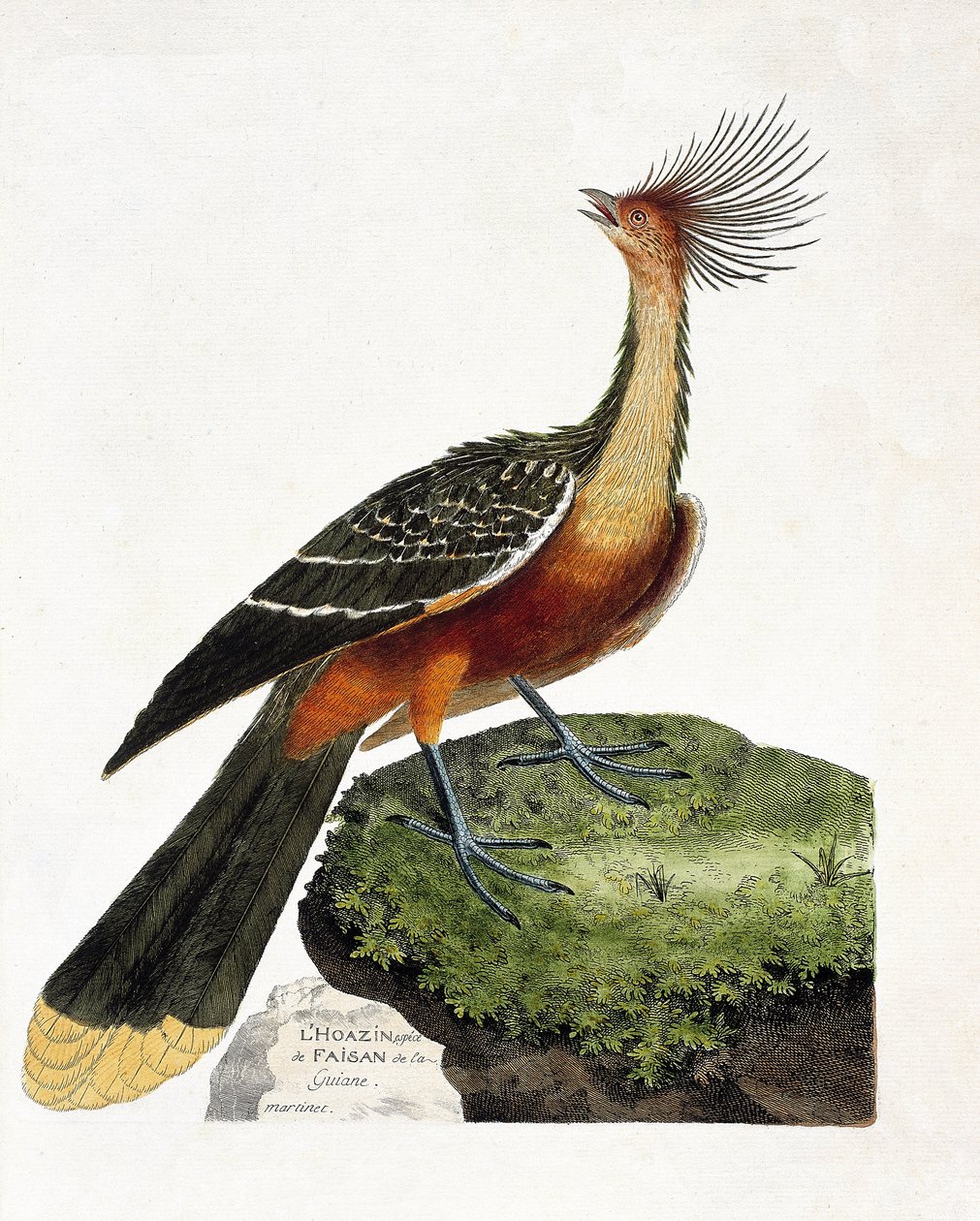 Tabla zoológica (ornitología): Hoazin (hoazin huppe o opisthocomus hoazin). Ilustración en 