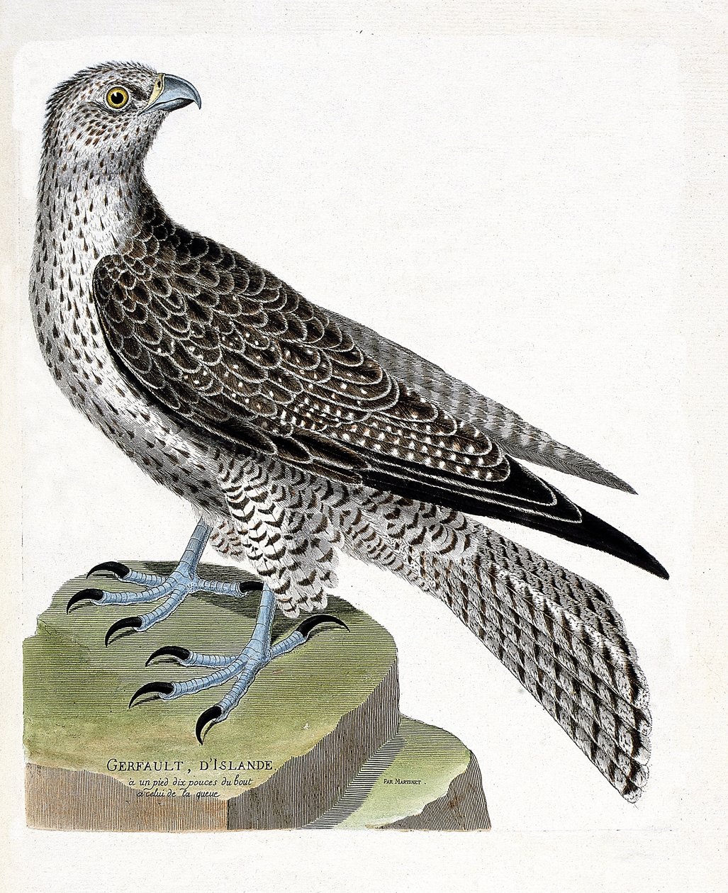 Gráfico zoológico (ornitología): gerfaut islandés (halcón gerfaut o falco rusticolus). Ilustración en “La Historia de los Pájaros, Pintados en Sus Aspectos Aparientes y Sensibles” de Francois Nicolas Martinet (1731-1800). Colección privada de Francois Nicolas Martinet