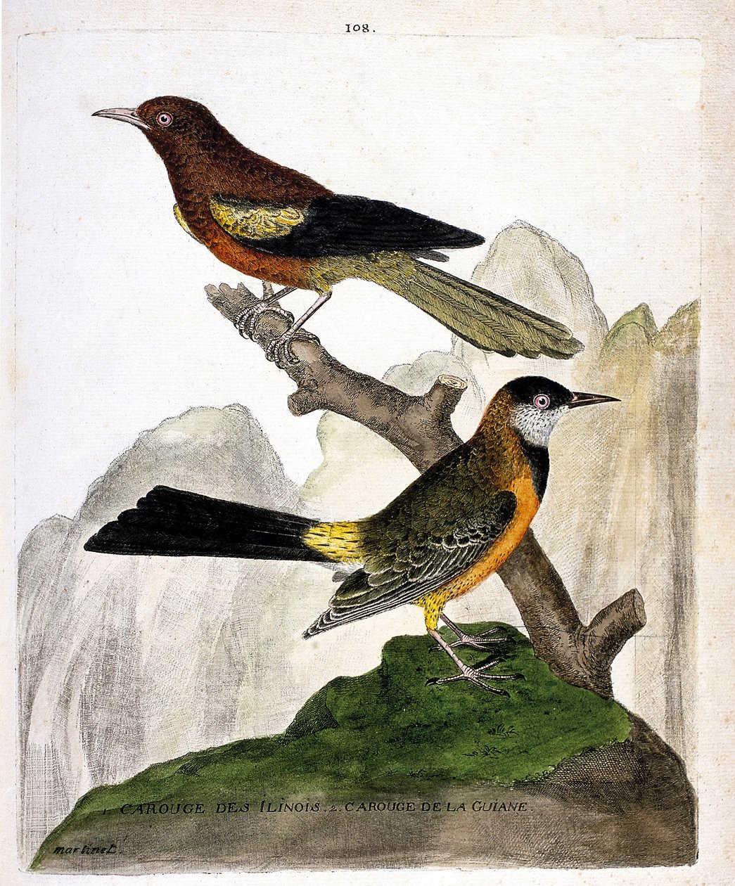 Mirlo de Ilinois (oriole de Baltimore o icterius bonana) y mirlo de Guayana (oriole de Martinica o icterius bonana) en una rama. Ilustración en “La Historia de los Pájaros, Pintados en Sus Aspectos Aparecidos y Sensibles” de Francois Nicolas Martinet (1731 de Francois Nicolas Martinet
