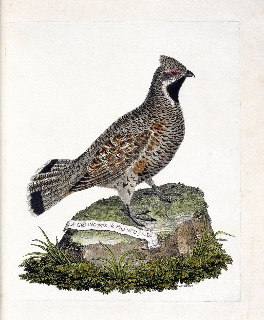 Tabla zoológica (ornitología): La gelinotte de Francia macho (gelinotte des bois o bonasia bonasia). Ilustración en 