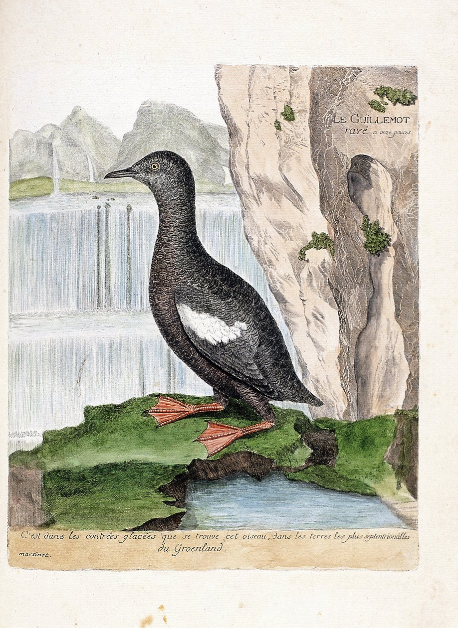 Gráfico zoológico (ornitología): arao aliblanco (Cepphus grylle). Ilustración en “La Historia de las Aves, Pintadas en Sus Aspectos Aparientes y Sensibles” de François Nicolas Martinet (1731-1800). Colección privada. de Francois Nicolas Martinet
