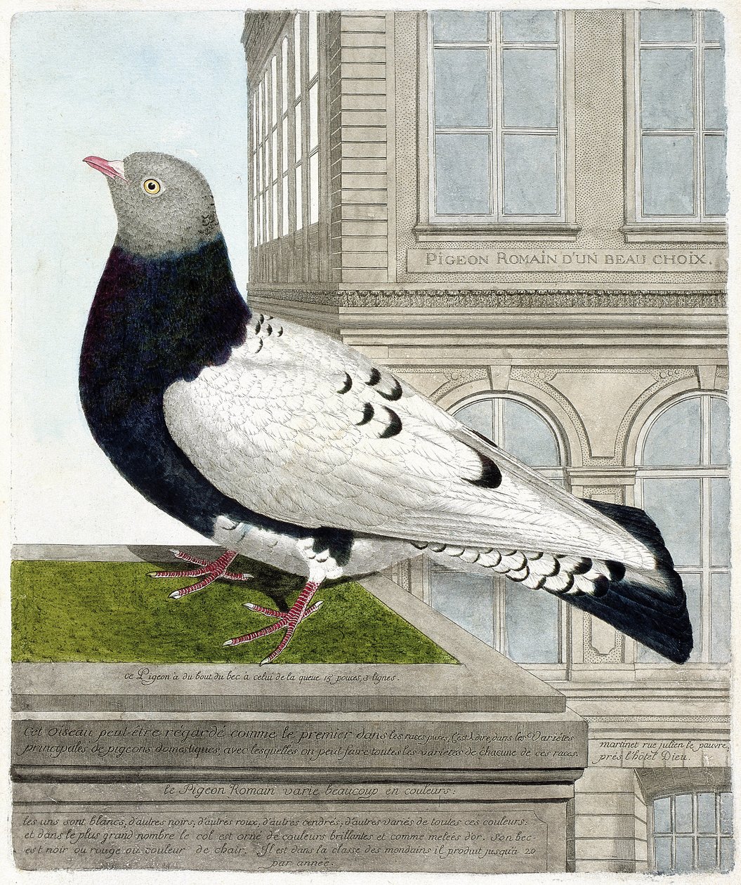 Carta zoológica (ornitología): La paloma romana (columba livia). Ilustración en “La Historia de los Pájaros, Pintados en Sus Aspectos Aparecidos y Sensibles” por Francois Nicolas Martinet (1731-1800). Colección privada. de Francois Nicolas Martinet