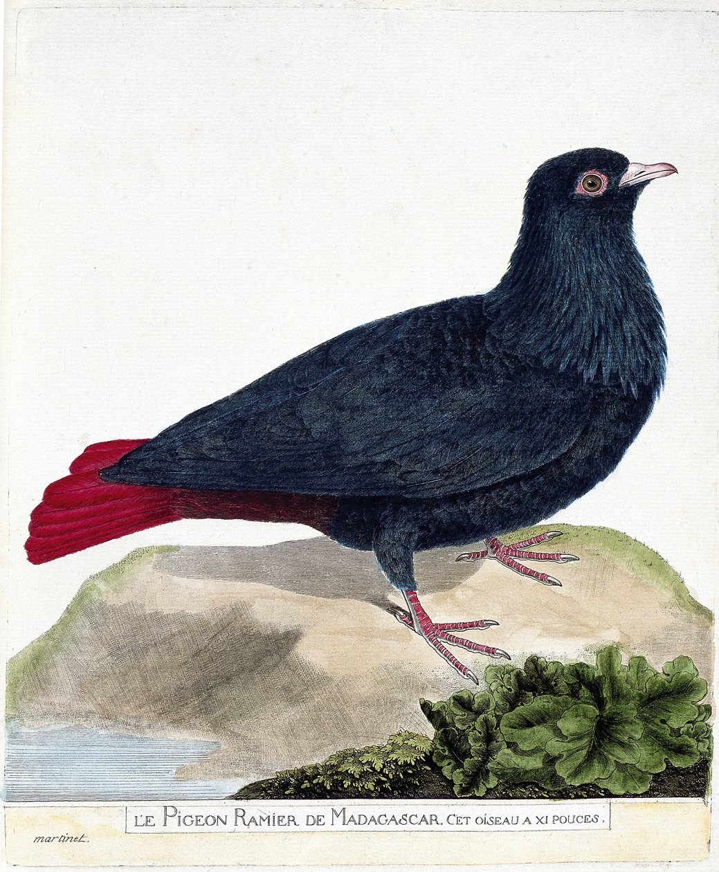 Tabla zoológica (ornitología): El palomo ramificado de Madagascar (Founingo azul o alectroenas madagascariensis). Ilustración en 