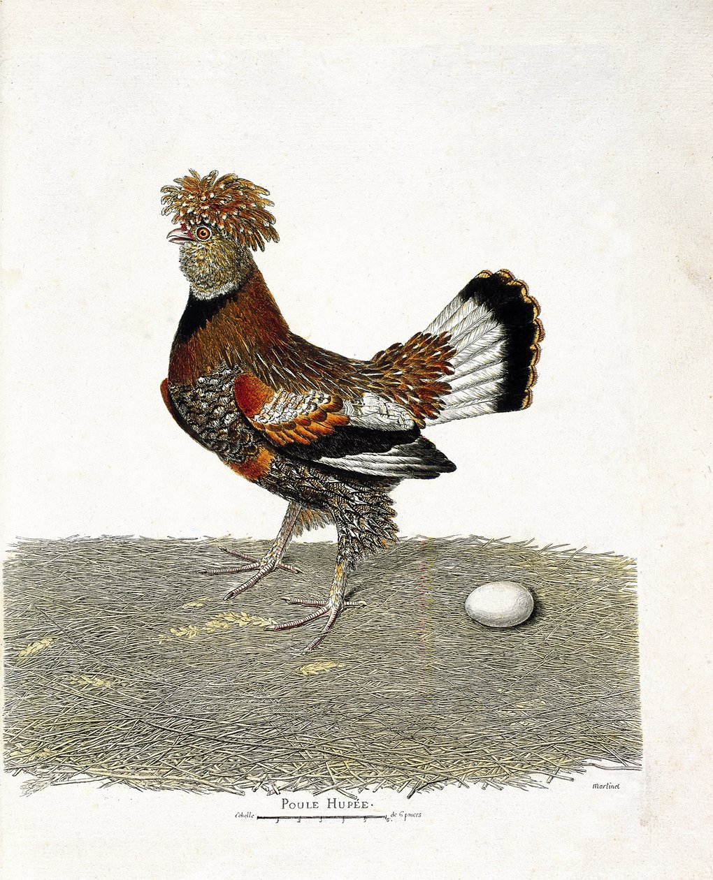 Tabla zoológica (ornitología): La gallina (gallina doméstica o gallus gallus) y su huevo. Ilustración en 