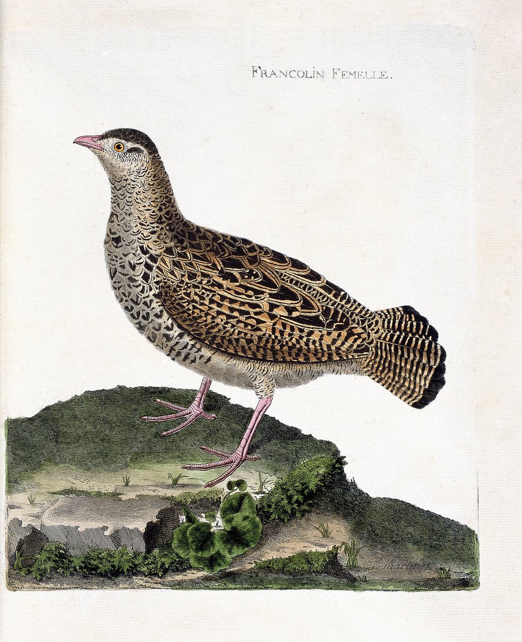 Tabla zoológica (ornitología): La francolina hembra (francolin negro o francolinus francolinus). Ilustración en 
