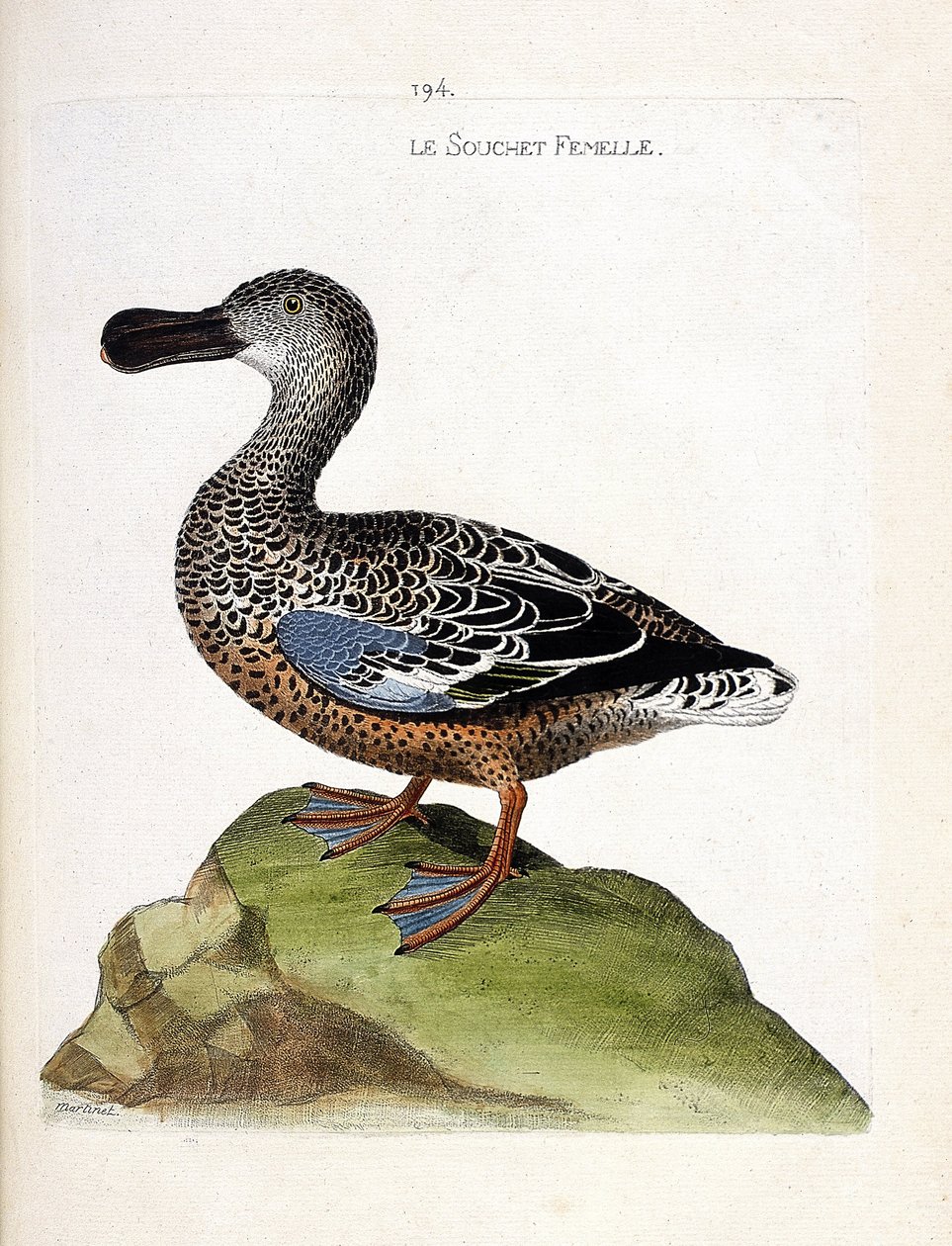 Gráfico zoológico (ornitología): la hembra del pato cuchara (Anas clypeata). Ilustración en “La Historia de las Aves, Pintadas en Sus Aspectos Aparientes y Sensibles” de François Nicolas Martinet (1731-1800). Colección privada. de Francois Nicolas Martinet