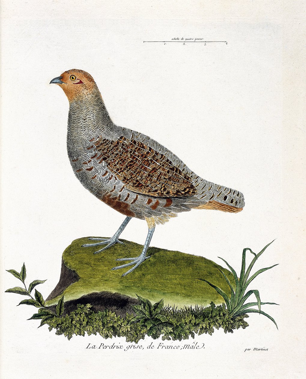 Tabla zoológica (ornitología): La perdiz gris de Francia, macho (perdiz gris o perdiz). Ilustración en 
