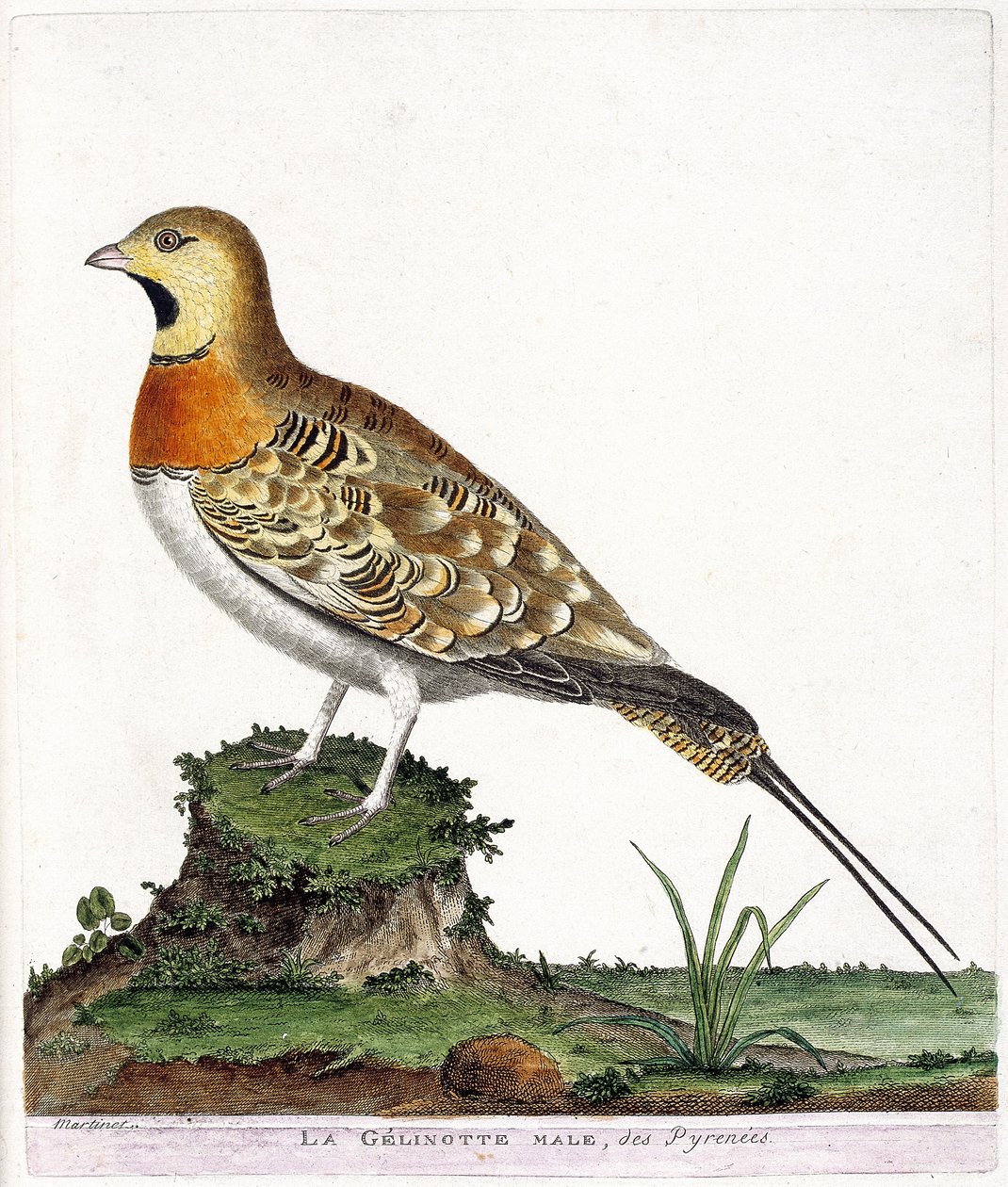 Tabla zoológica (ornitología): El macho gelinotte de los Pirineos (Ganga cata o pterocles alchata). Ilustración en 