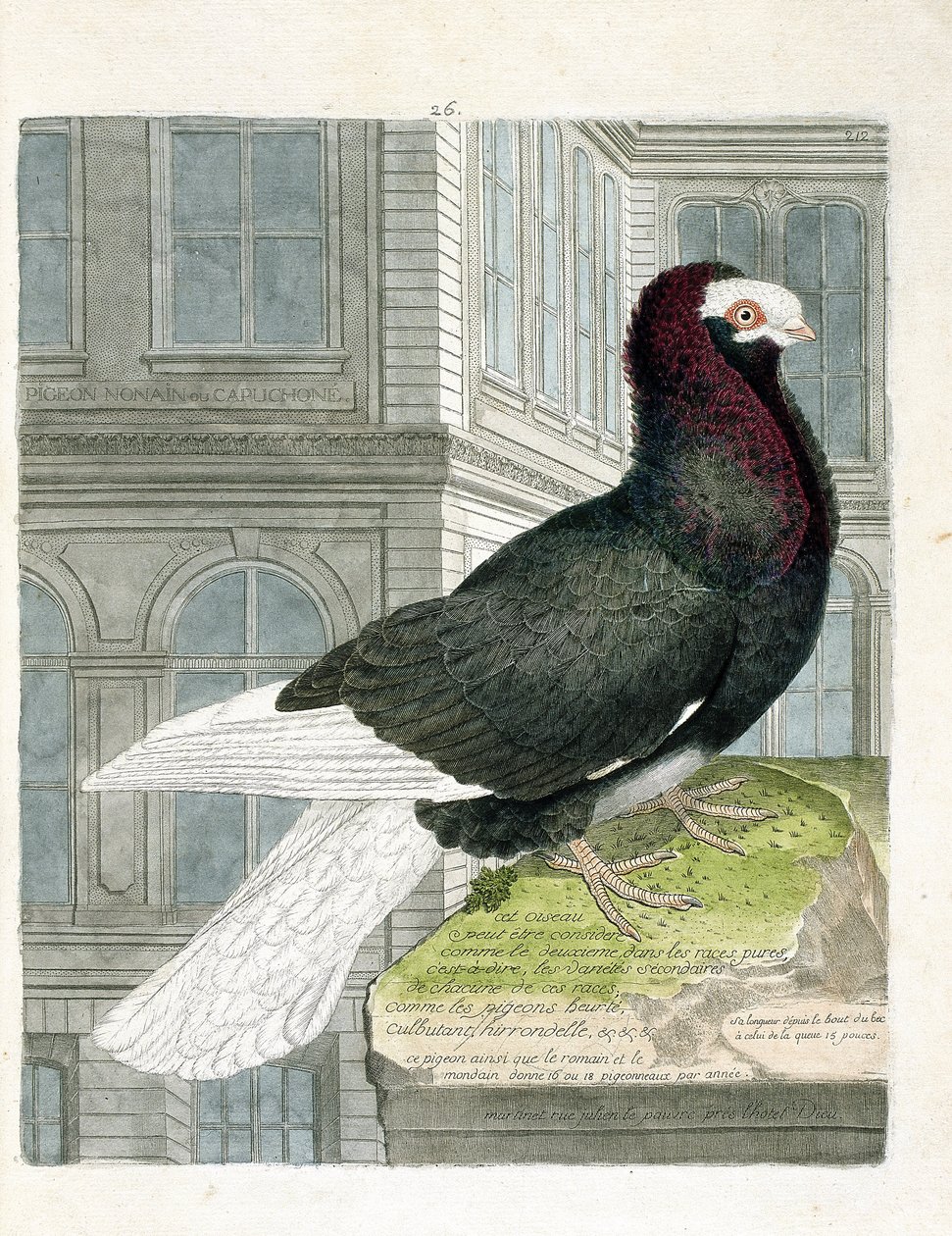 Tabla zoológica (ornitología): El palomo capuchón (palomo enano o columba livia). Ilustración en 