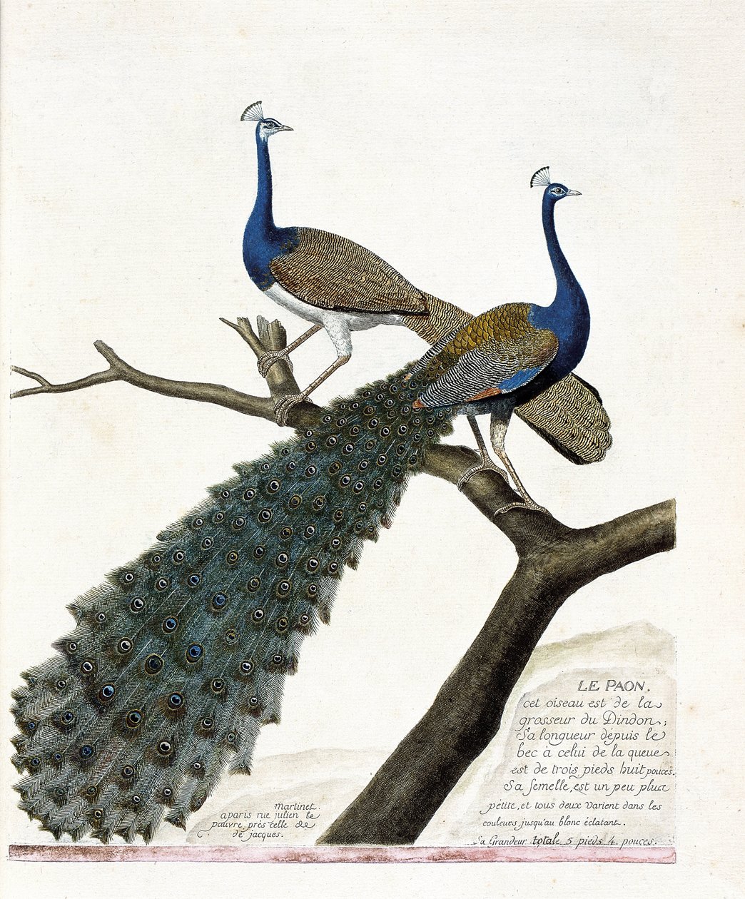 Carta zoológica (ornitología): El pavo real (pavo real azul o pavo cristatus). Ilustración en “La Historia de los Pájaros, Pintados en Sus Aspectos Aparecidos y Sensibles” por Francois Nicolas Martinet (1731-1800). Colección privada. de Francois Nicolas Martinet