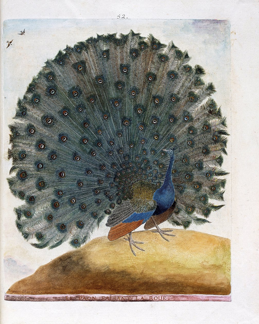 Tabla zoológica (ornitología): El pavo real haciendo la rueda (pavo real azul o Pavo cristatus). Ilustración en 