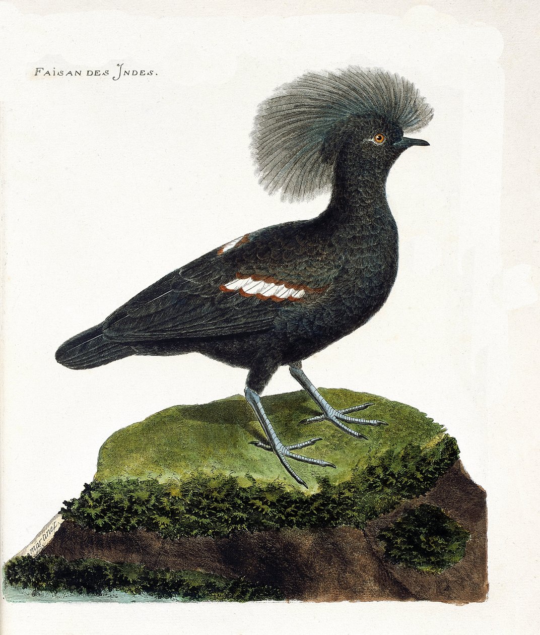 El faisán de la India (goura crown o goura cristata). Ilustración en “La Historia de los Pájaros, Pintados en Sus Aspectos Aparecidos y Sensibles” de Francois Nicolas Martinet (1731-1800). Colección privada. de Francois Nicolas Martinet