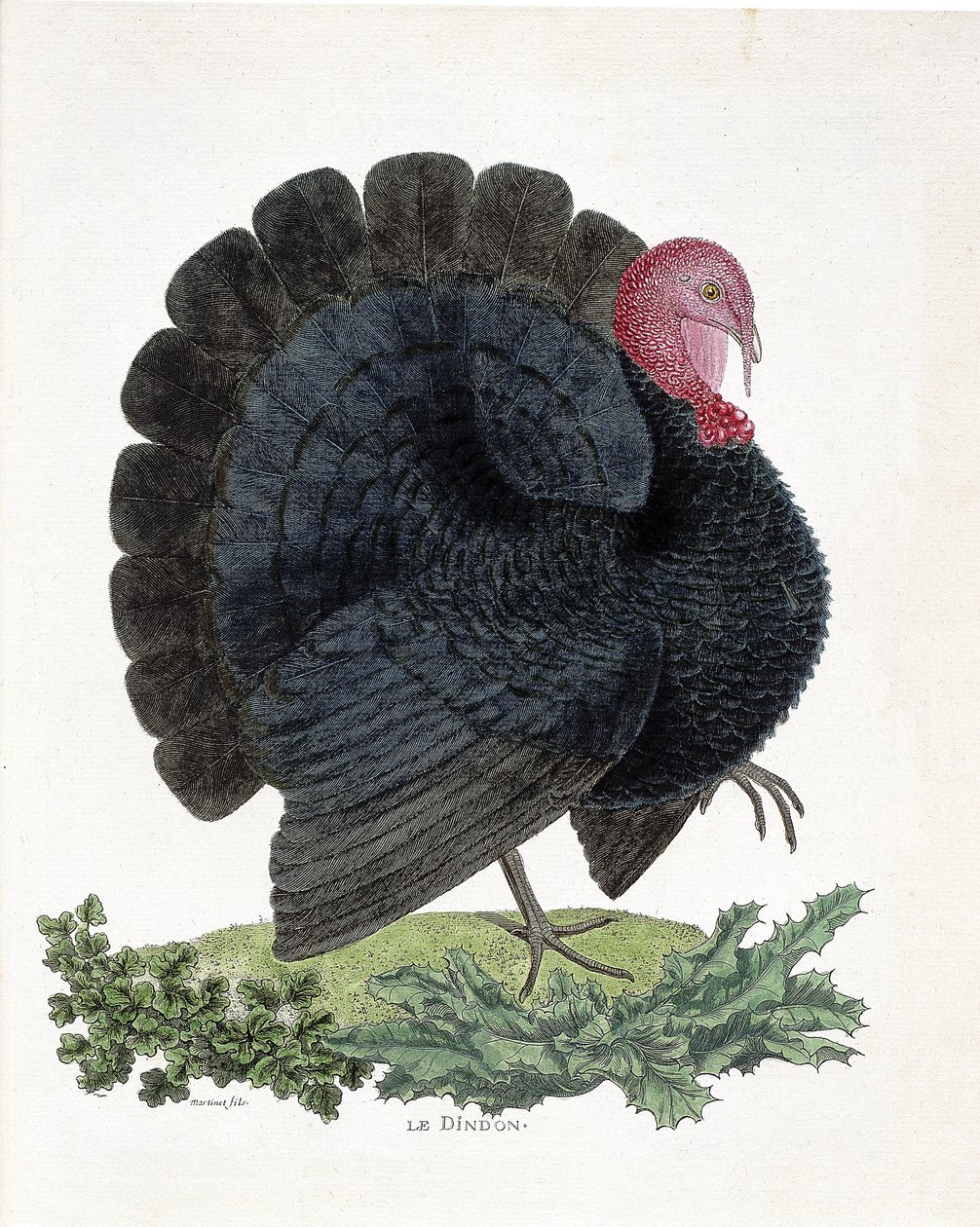 Carta zoológica (ornitología): Pavo (pavo doméstico o Melaeagris gallopavo). Ilustración en “La Historia de los Pájaros, Pintados en Sus Aspectos Aparecidos y Sensibles” por Francois Nicolas Martinet (1731-1800) de Francois Nicolas Martinet