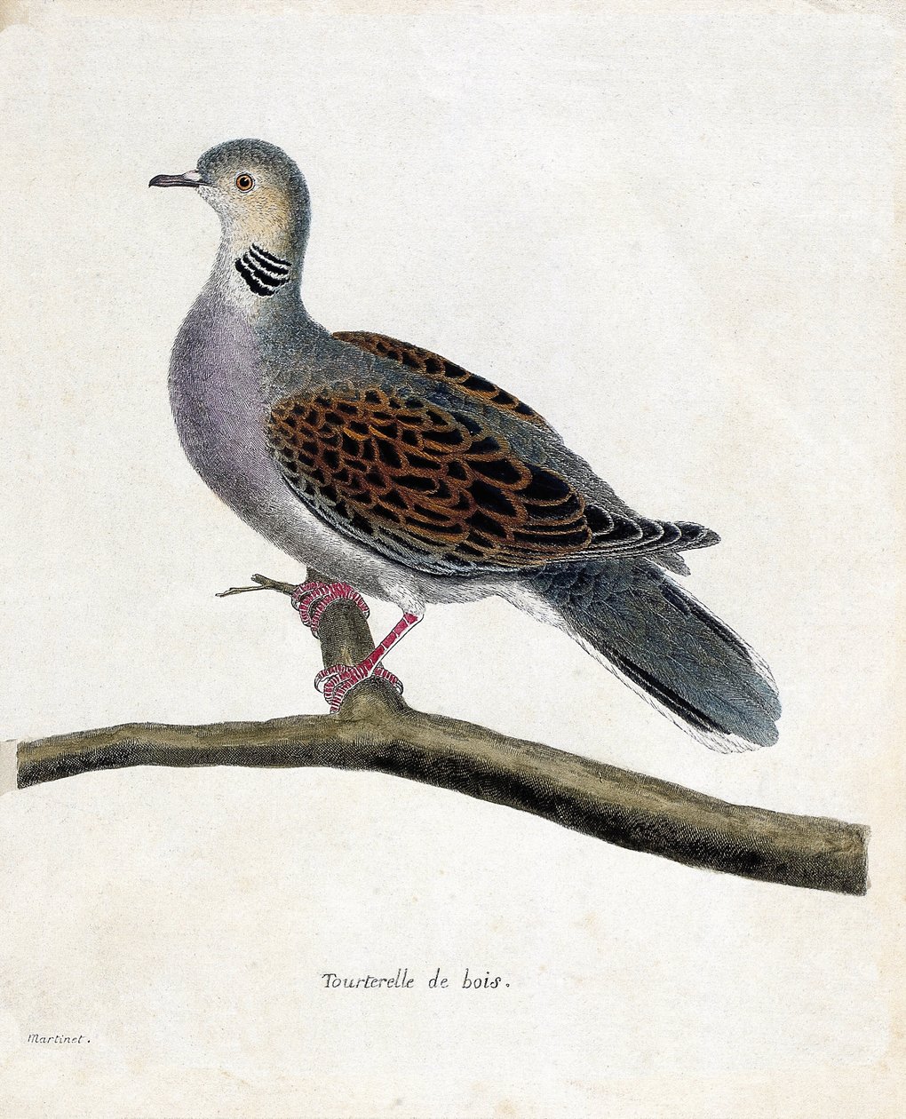 Tabla zoológica (ornitología): Paloma silvestre (paloma silvestre o streptopelia turtur) en una rama. Ilustración en 