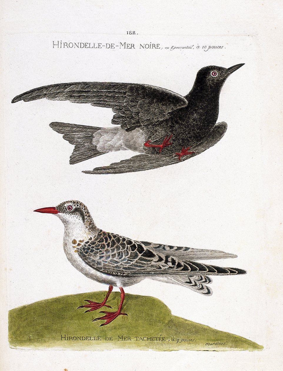 Tabla zoológica (ornitología): golondrina de mar negra (golondrina de mar o enana negra o chlidonias niger) en vuelo y golondrina de mar moteada (moustac guifette o chlidonias hybrida). Ilustración en “La Historia de las Aves, Pintadas en Sus Aspectos Apar de Francois Nicolas Martinet