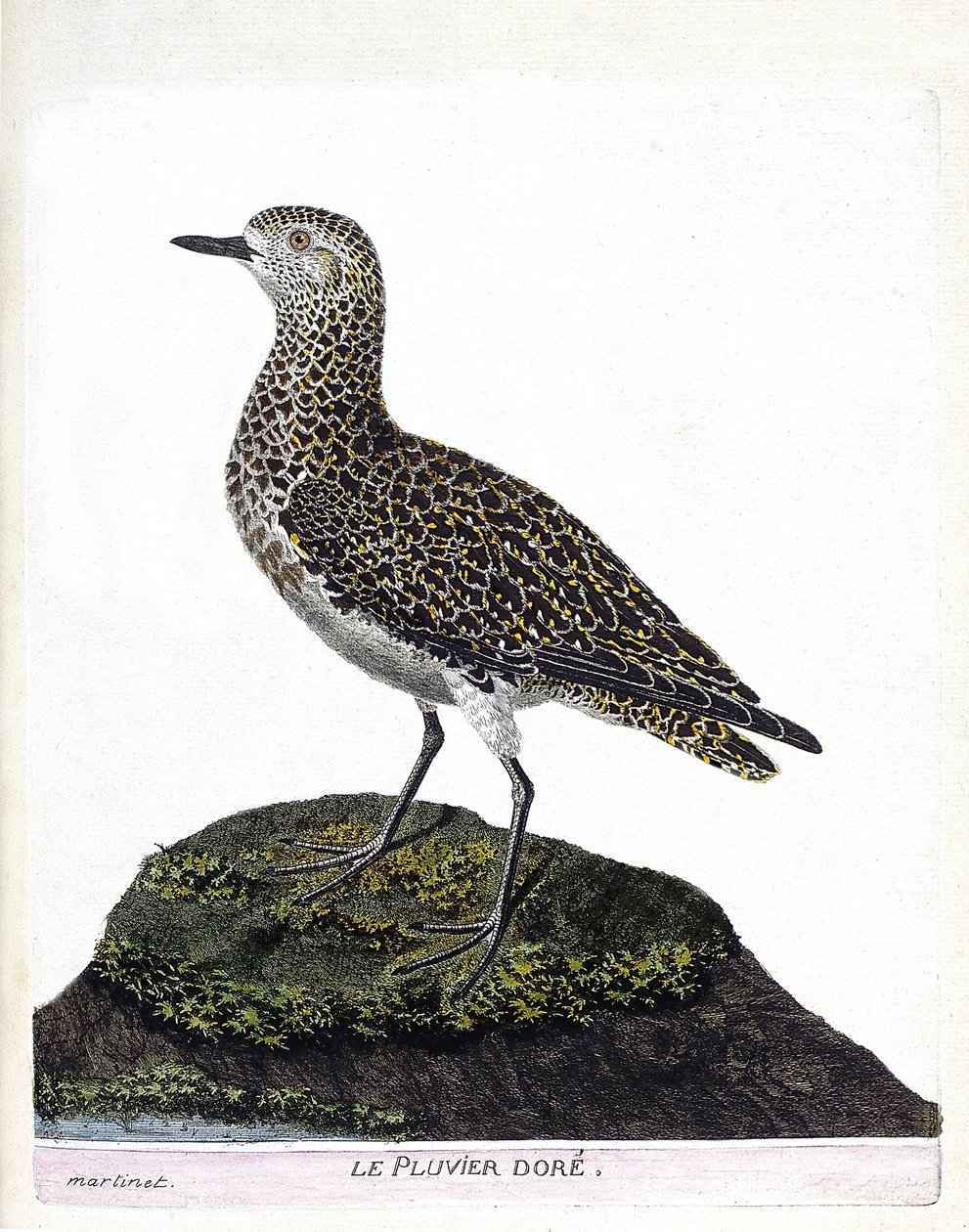 Carta zoológica (ornitología): casoar (casoar a casco o cassuarius cassuarius). Ilustración en “La Historia de los Pájaros, Pintados en Sus Aspectos Aparientes y Sensibles” de Francois Nicolas Martinet (1731-1800). Colección privada. de Francois Nicolas Martinet