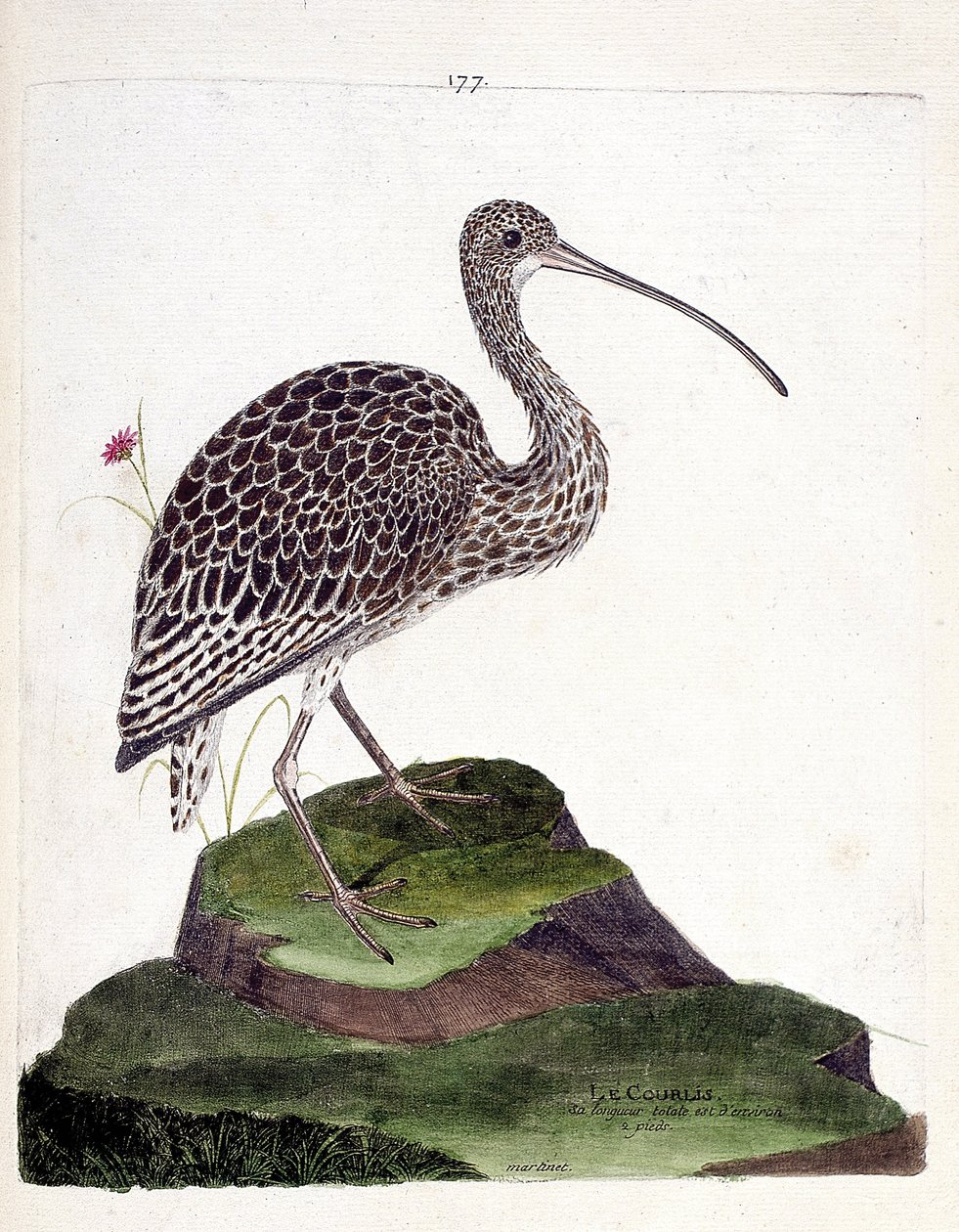 Gráfico zoológico (ornitología): zarapito (zarapito cenizo o numenius arquata). Ilustración en “La Historia de los Pájaros, Pintados en Sus Aspectos Aparientes y Sensibles” de Francois Nicolas Martinet (1731-1800). Colección privada de Francois Nicolas Martinet