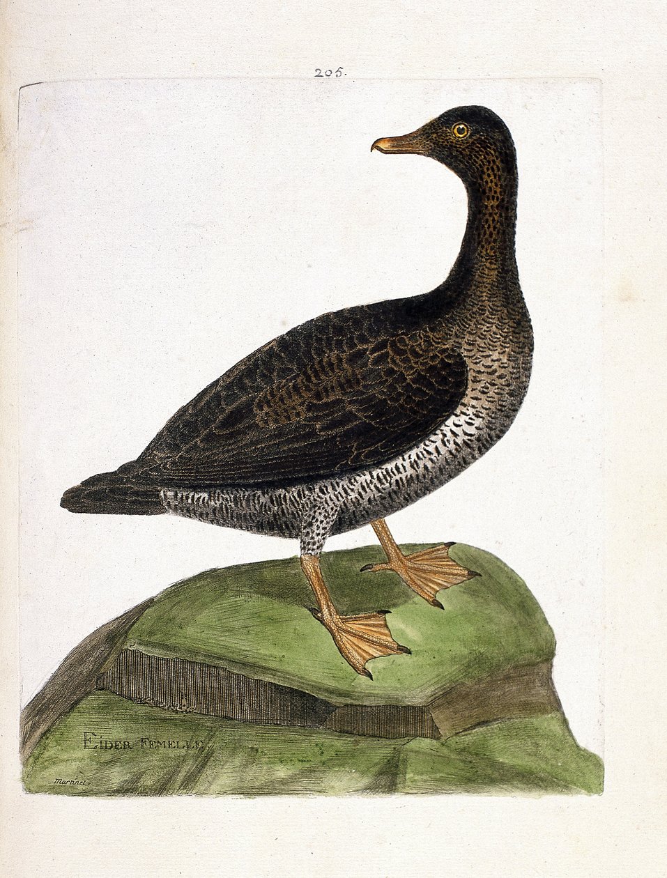 Carta zoológica (ornitología): eider hembra (eider a down o somateria mollissima). Ilustración en “La Historia de los Pájaros, Pintados en Sus Aspectos Aparientes y Sensibles” de Francois Nicolas Martinet (1731-1800). Colección privada. de Francois Nicolas Martinet