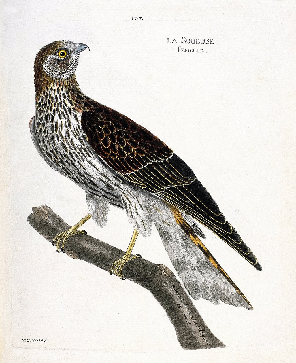Gráfico zoológico (ornitología): hembra de soubuse (busard saint martin o circus cyaneus) en una rama. Ilustración en “La Historia de los Pájaros, Pintados en Sus Aspectos Aparientes y Sensibles” de Francois Nicolas Martinet (1731-1800). Colección privada de Francois Nicolas Martinet