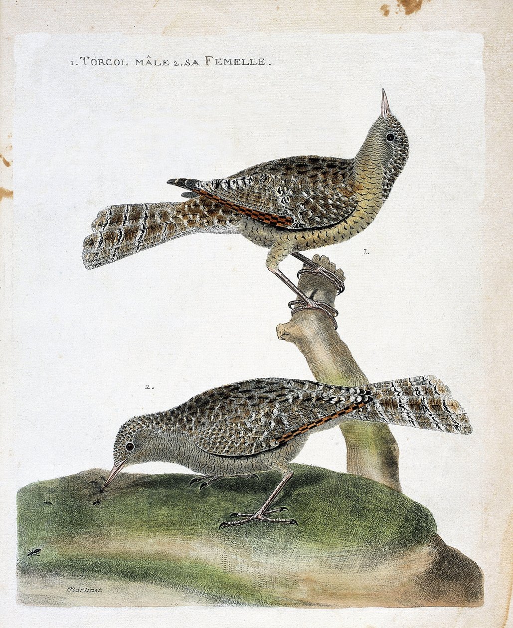 Tabla zoológica (ornitología): de arriba a abajo: El torcol macho y su hembra (Torcol Fourmilier o Jynx torquilla). Ilustración en 