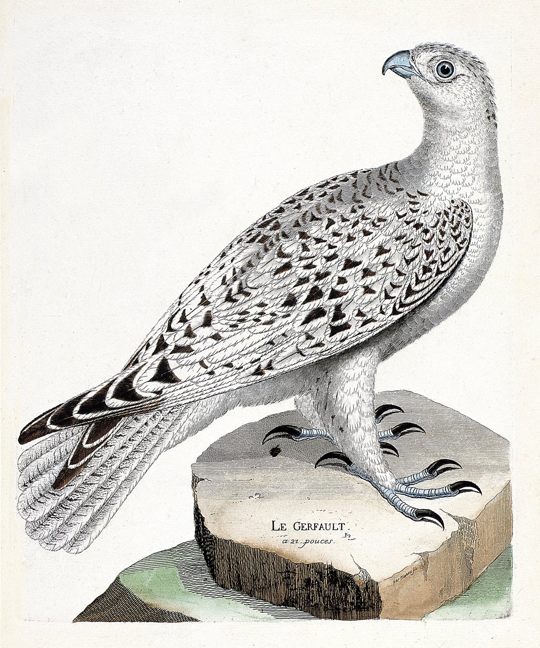 Gráfico zoológico (ornitología): halcón gerifalte (Falco rusticolus). Ilustración en “La Historia de las Aves, Pintadas en Sus Aspectos Aparientes y Sensibles” de François Nicolas Martinet (1731-1800). Colección privada. de Francois Nicolas Martinet