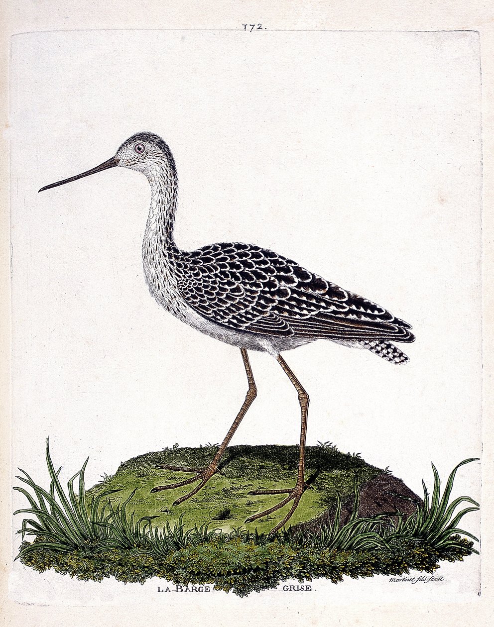Tabla zoológica (ornitología): aguja gris (aguja roja o limosa lapponica). Ilustración en “La Historia de las Aves, Pintadas en Sus Aspectos Aparecidos y Sensibles” por Francois Nicolas Martinet (1731-1800). Colección privada de Francois Nicolas Martinet