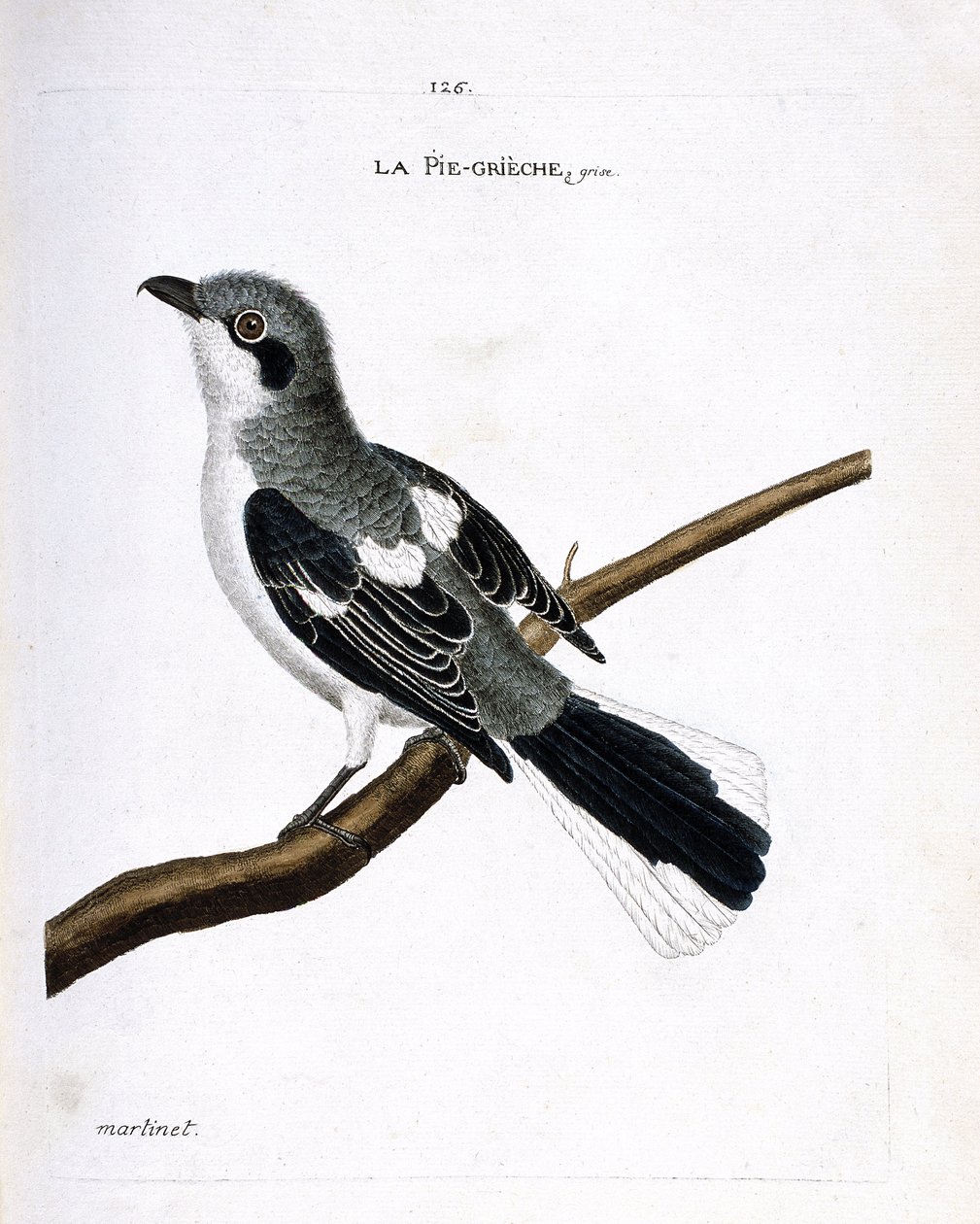 Tabla zoológica (ornitología): alcaudón gris (alcaudón gris o lanius excubitor) en una rama. Ilustración en 