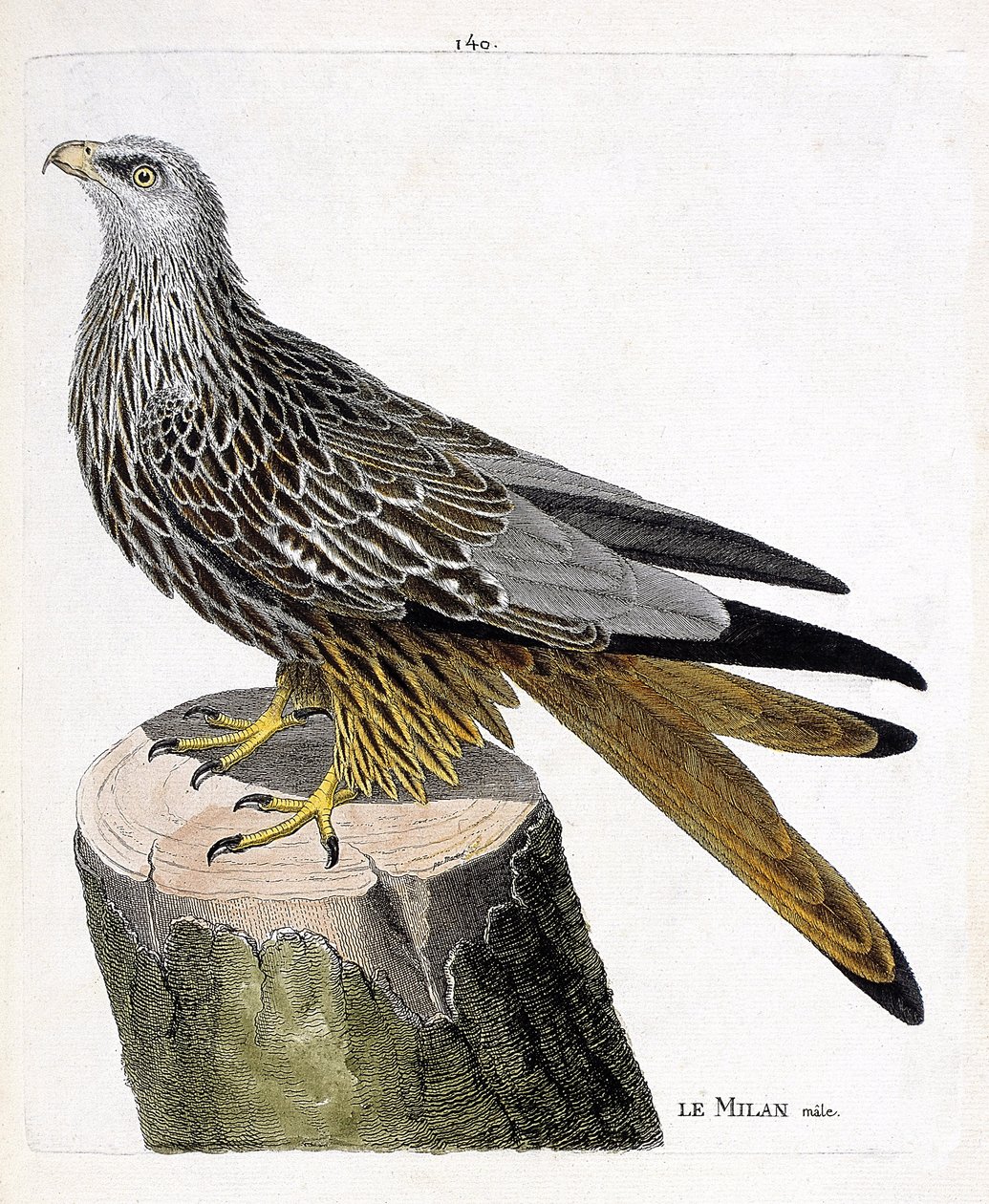 Carta zoológica (ornitología): milano macho (milano real o milvus milvus). Ilustración en “La Historia de los Pájaros, Pintados en Sus Aspectos Aparecidos y Sensibles” por Francois Nicolas Martinet (1731-1800). Colección privada. de Francois Nicolas Martinet