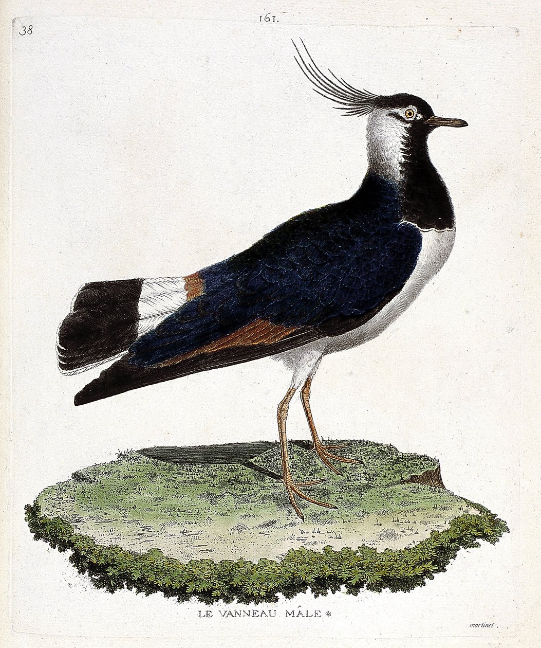 Tabla zoológica (ornitología): macho de avefría (avefría o vanellus vanellus). Ilustración en 