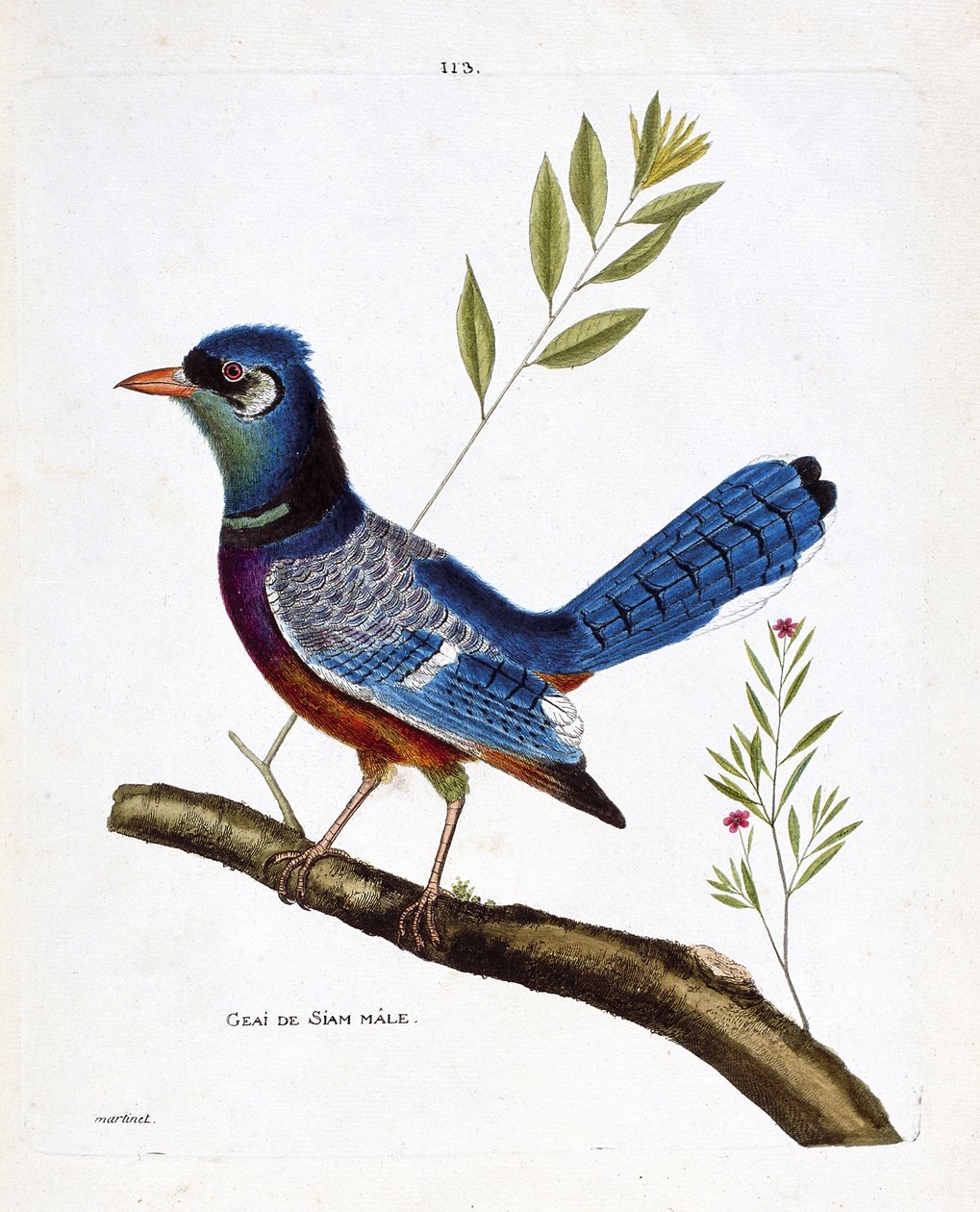 Carta zoológica (ornitología): arrendajo siamés macho (arrendajo azul o cyanocitta cristata) en una rama. Ilustración en “La Historia de los Pájaros, Pintados en Sus Aspectos Aparecidos y Sensibles” por Francois Nicolas Martinet (1731-1800). Colección priv de Francois Nicolas Martinet