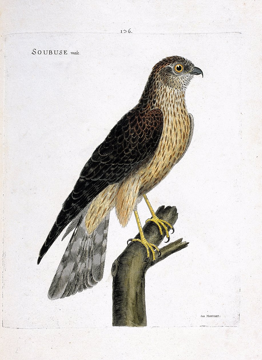 Macho soubuse (busard saint martin o circus cyaneus) en una rama. Ilustración en “La Historia de los Pájaros, Pintados en Sus Aspectos Aparecidos y Sensibles” de Francois Nicolas Martinet (1731-1800). Colección privada. de Francois Nicolas Martinet