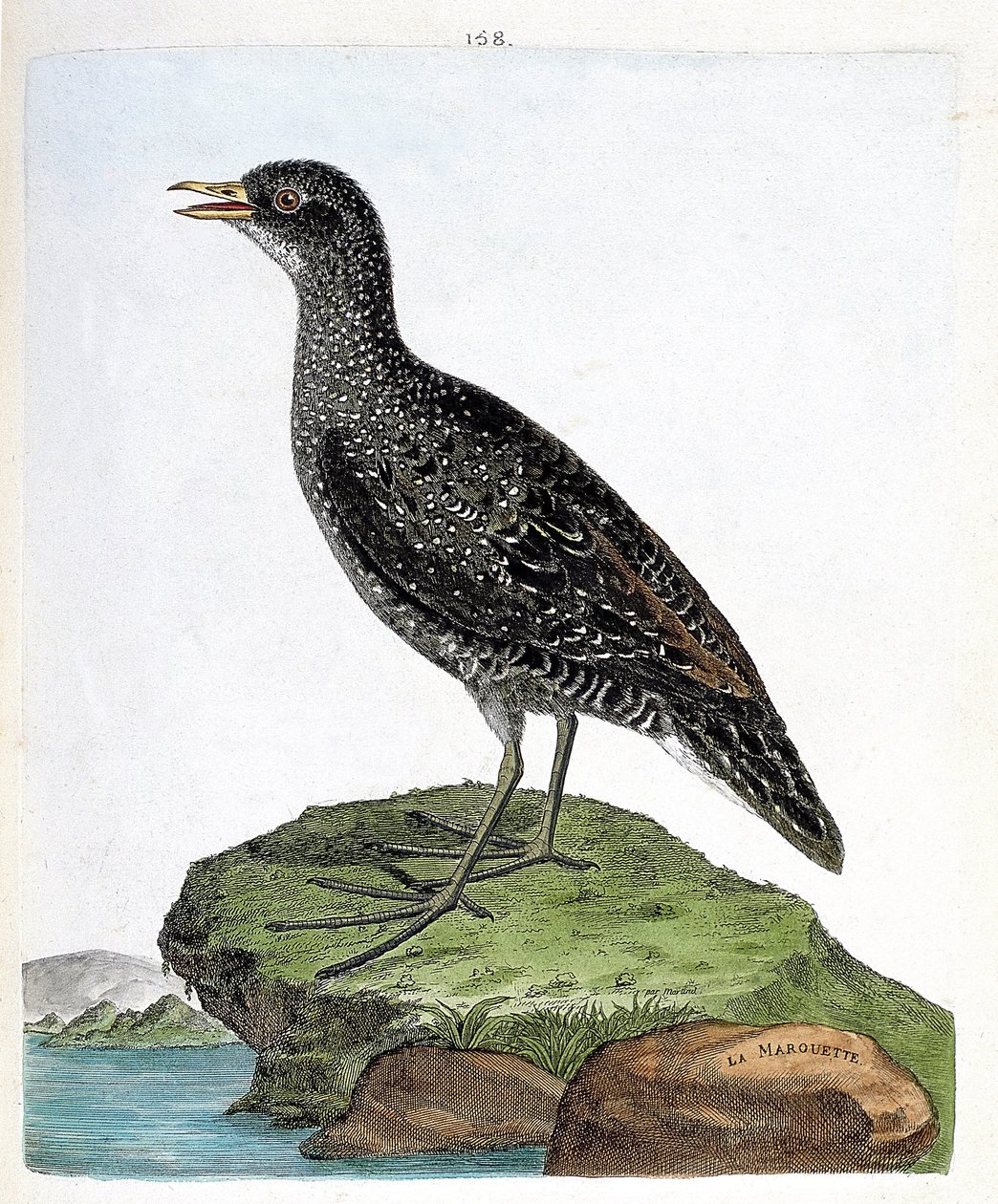 Gráfico zoológico (ornitología): marouette (marouette manchada o porzana porzana). Ilustración en “La Historia de los Pájaros, Pintados en Sus Aspectos Aparientes y Sensibles” de Francois Nicolas Martinet (1731-1800). Colección privada de Francois Nicolas Martinet