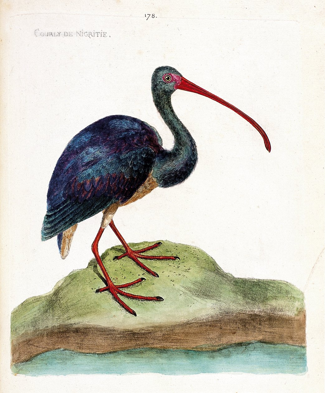 Courly de nigritie (ibis falcinelle o plegadis falcinellus). Ilustración en “La Historia de los Pájaros, Pintados en Sus Aspectos Aparecidos y Sensibles” de Francois Nicolas Martinet (1731-1800). Colección privada. de Francois Nicolas Martinet