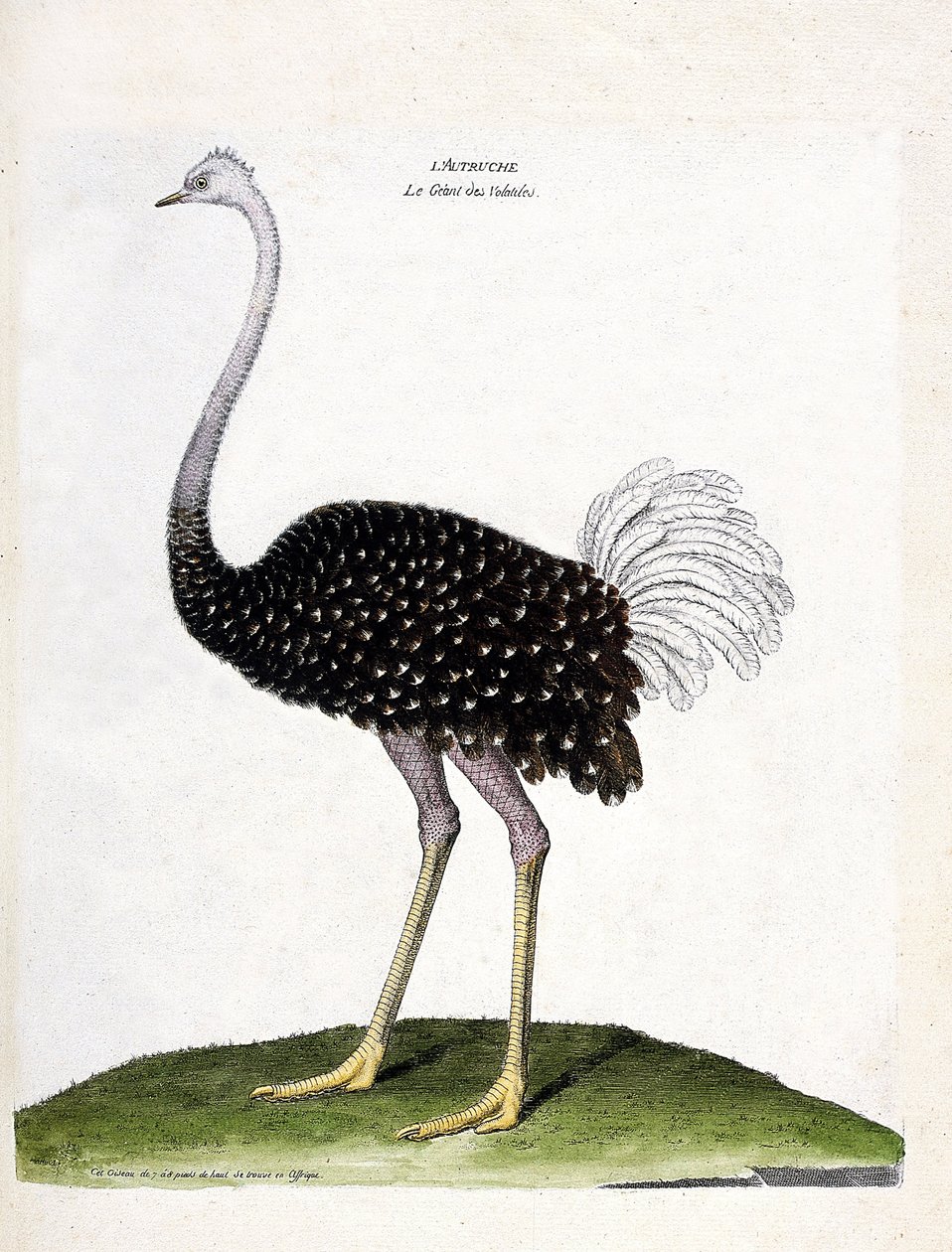Tabla zoológica (ornitología): avestruz (struthio camelus). Ilustración en 