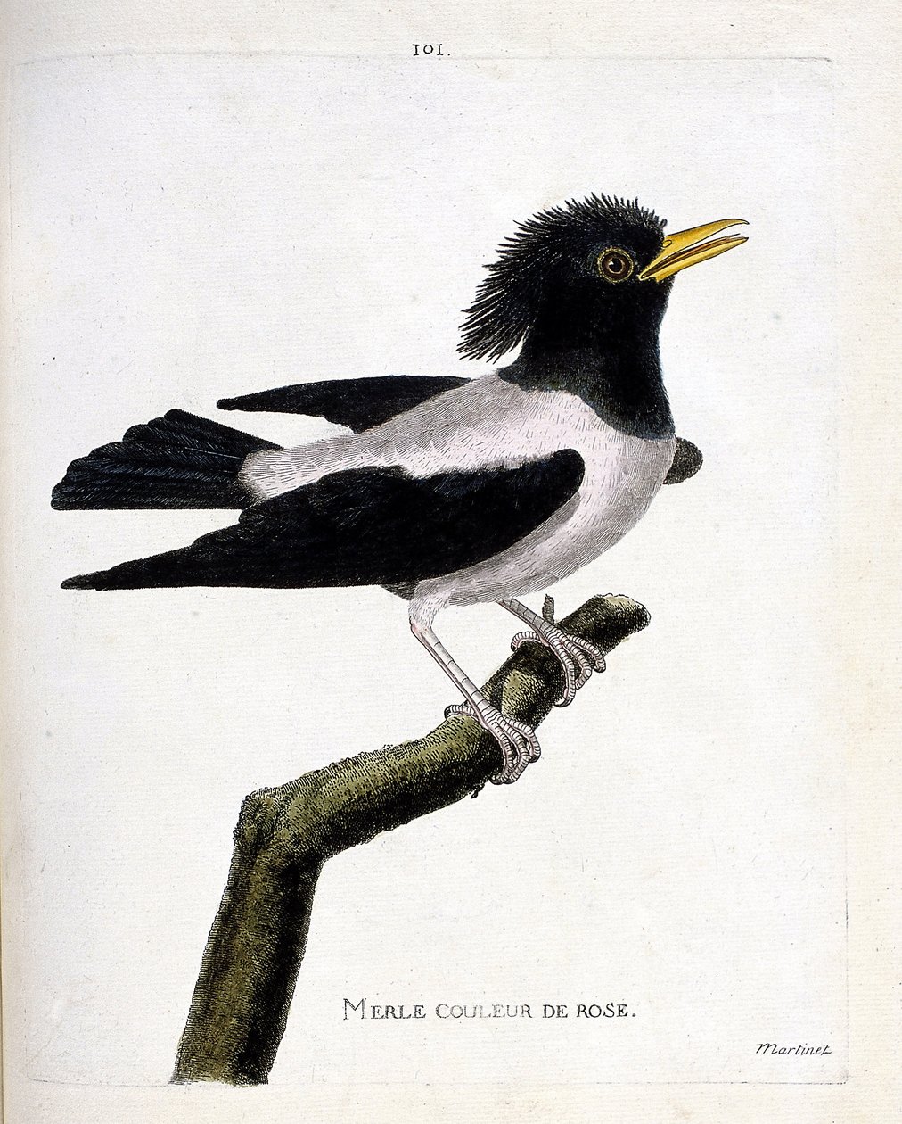 Mirlo rosado (estornino rojizo o sturnus roseus) en una rama. Ilustración en “La Historia de los Pájaros, Pintados en Sus Aspectos Aparecidos y Sensibles” de Francois Nicolas Martinet (1731-1800). Colección privada. de Francois Nicolas Martinet