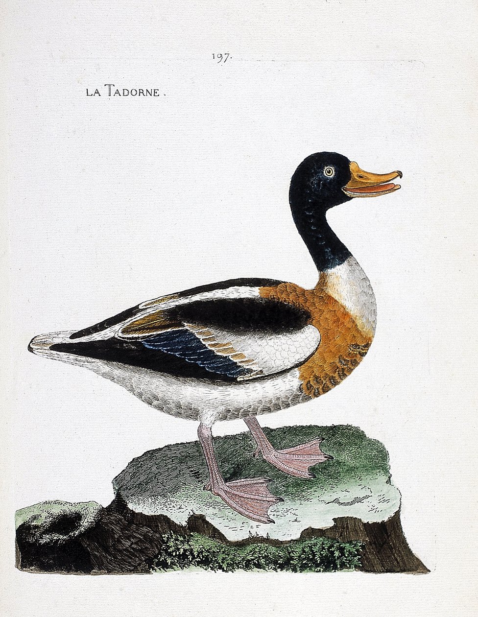 Tabla zoológica (ornitología): tarro blanco (tarro blanco o tadorna tadorna). Ilustración en “La Historia de las Aves, Pintadas en Sus Aspectos Aparecidos y Sensibles” por Francois Nicolas Martinet (1731-1800). Colección privada de Francois Nicolas Martinet