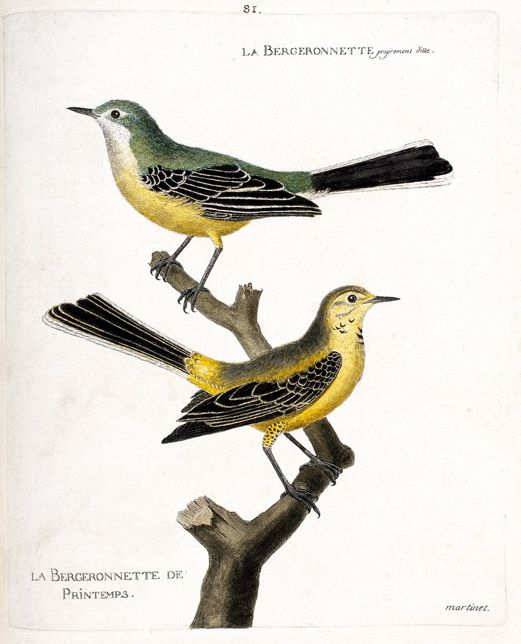 Tabla zoológica (ornitología): la lavandera misma y la lavandera de primavera (lavandera de primavera o motacilla flava) en una rama. Ilustración en 