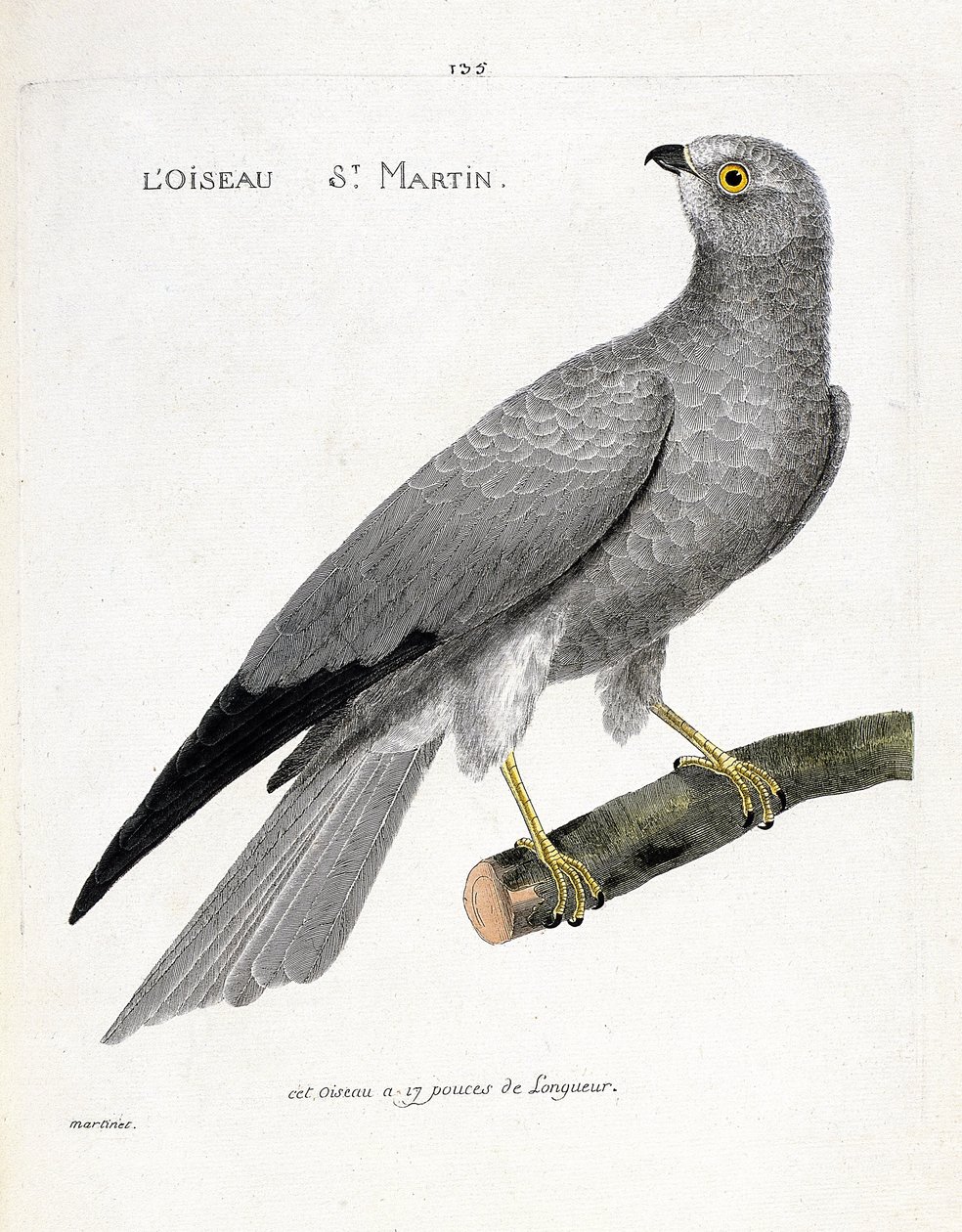 Tabla zoológica (ornitología): el ave san martín (aguilucho san martín o circus cyaneus) en una rama. Ilustración en 