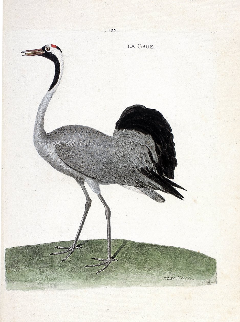 Carta zoológica (ornitología): la grulla (grulla ceniza o grus grus) - Ilustración en “La Historia de los Pájaros, Pintados en Sus Aspectos Aparientes y Sensibles” de Francois Nicolas Martinet (1731-1800) - Colección privada. de Francois Nicolas Martinet