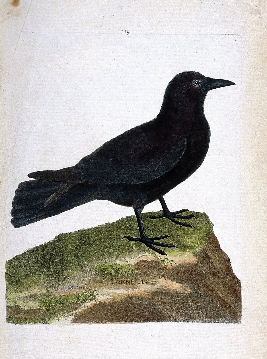 Gráfico zoológico (ornitología): el cuervo (cuervo negro o corvus corone). Ilustración en “La Historia de los Pájaros, Pintados en Sus Aspectos Aparientes y Sensibles” de Francois Nicolas Martinet (1731-1800). Colección privada de Francois Nicolas Martinet