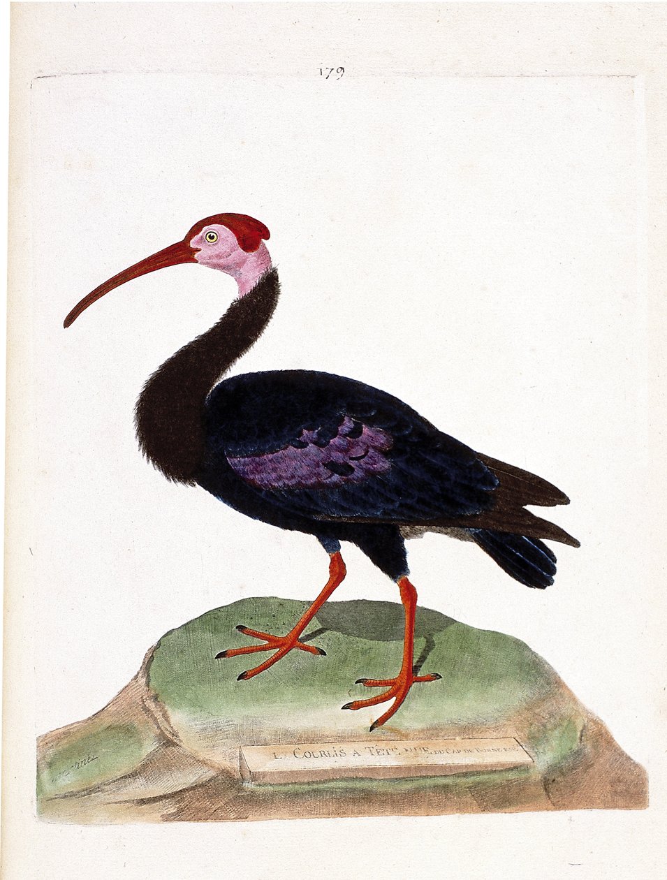 Gráfico zoológico (ornitología): el zarapito tiene una cabeza desnuda del cabo de buena esperanza (ibis del cabo o geronticus calvus). Ilustración en “La Historia de los Pájaros, Pintados en Sus Aspectos Aparientes y Sensibles” de Francois Nicolas Martinet de Francois Nicolas Martinet