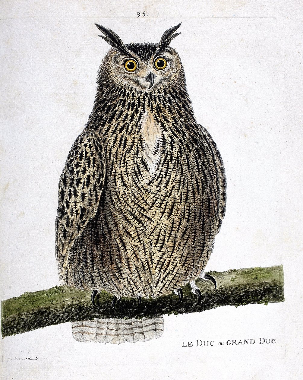 El duque o gran duque (gran duque o bubo bubo) en una rama. Ilustración en “La Historia de los Pájaros, Pintados en Sus Aspectos Aparecidos y Sensibles” de Francois Nicolas Martinet (1731-1800). Colección privada. de Francois Nicolas Martinet