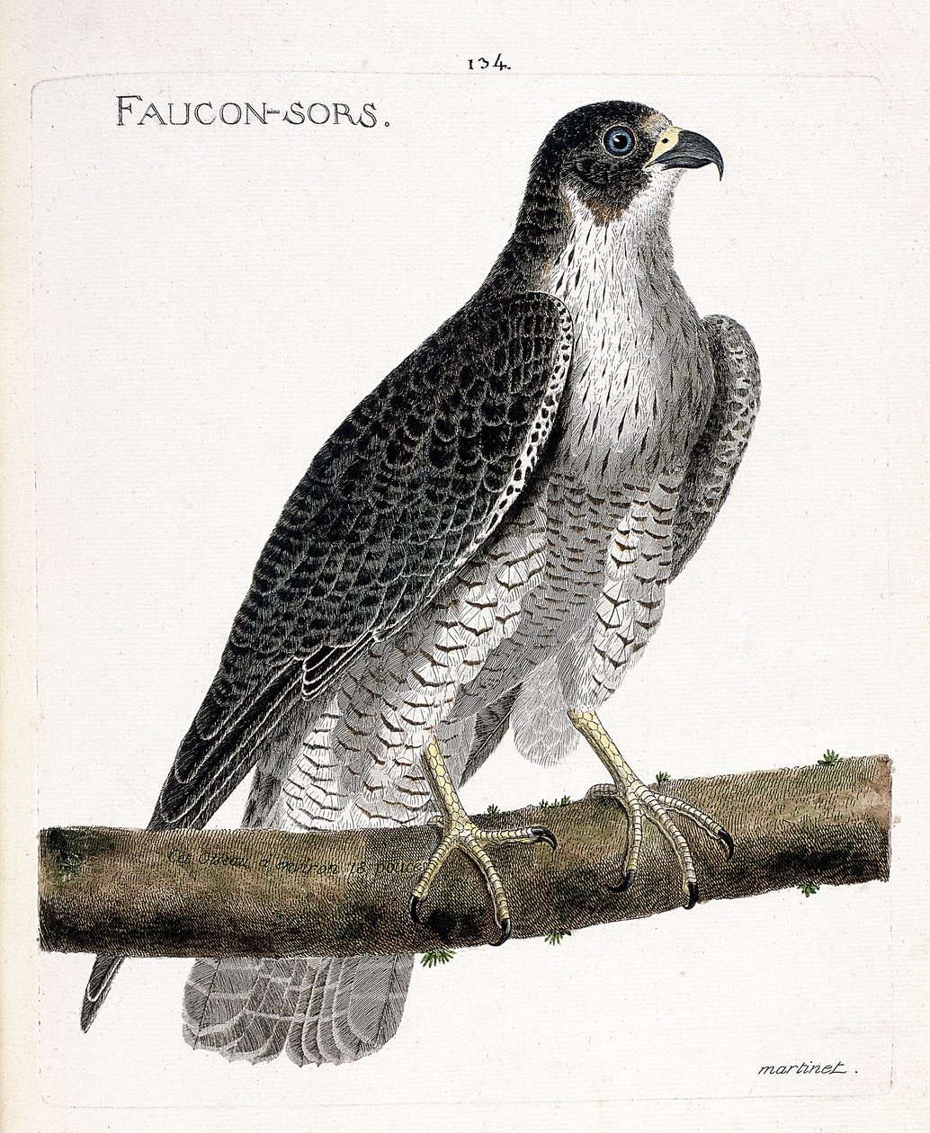 El halcón sale o halcón fuera (halcón peregrino o falco peregrinus) en una rama. Ilustración en “La Historia de los Pájaros, Pintados en Sus Aspectos Aparecidos y Sensibles” de Francois Nicolas Martinet (1731-1800). de Francois Nicolas Martinet