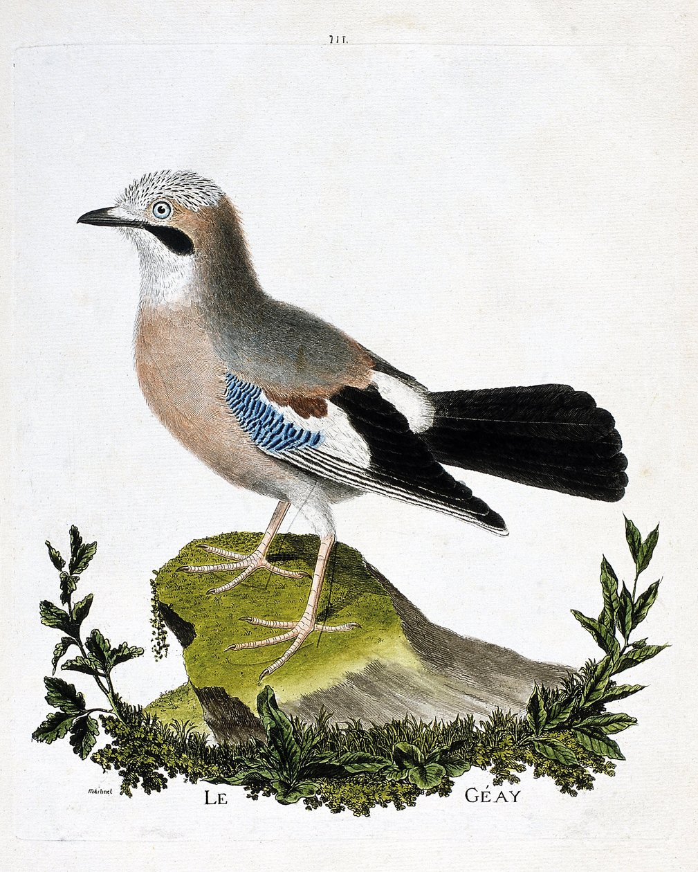 Carta zoológica (ornitología): el geay (arrendajo canal o garrulus glandarius). Ilustración en “La Historia de los Pájaros, Pintados en Sus Aspectos Aparecidos y Sensibles” por Francois Nicolas Martinet (1731-1800). Colección privada. de Francois Nicolas Martinet