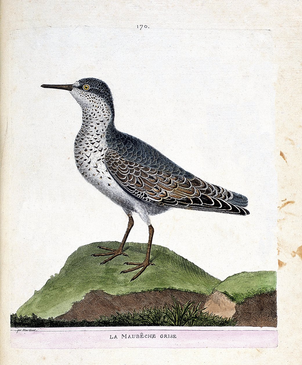 Carta zoológica (ornitología): el maubeche gris (pico púrpura o calidris maritima). Ilustración en “La Historia de los Pájaros, Pintados en Sus Aspectos Aparientes y Sensibles” de Francois Nicolas Martinet (1731-1800). Colección privada. de Francois Nicolas Martinet